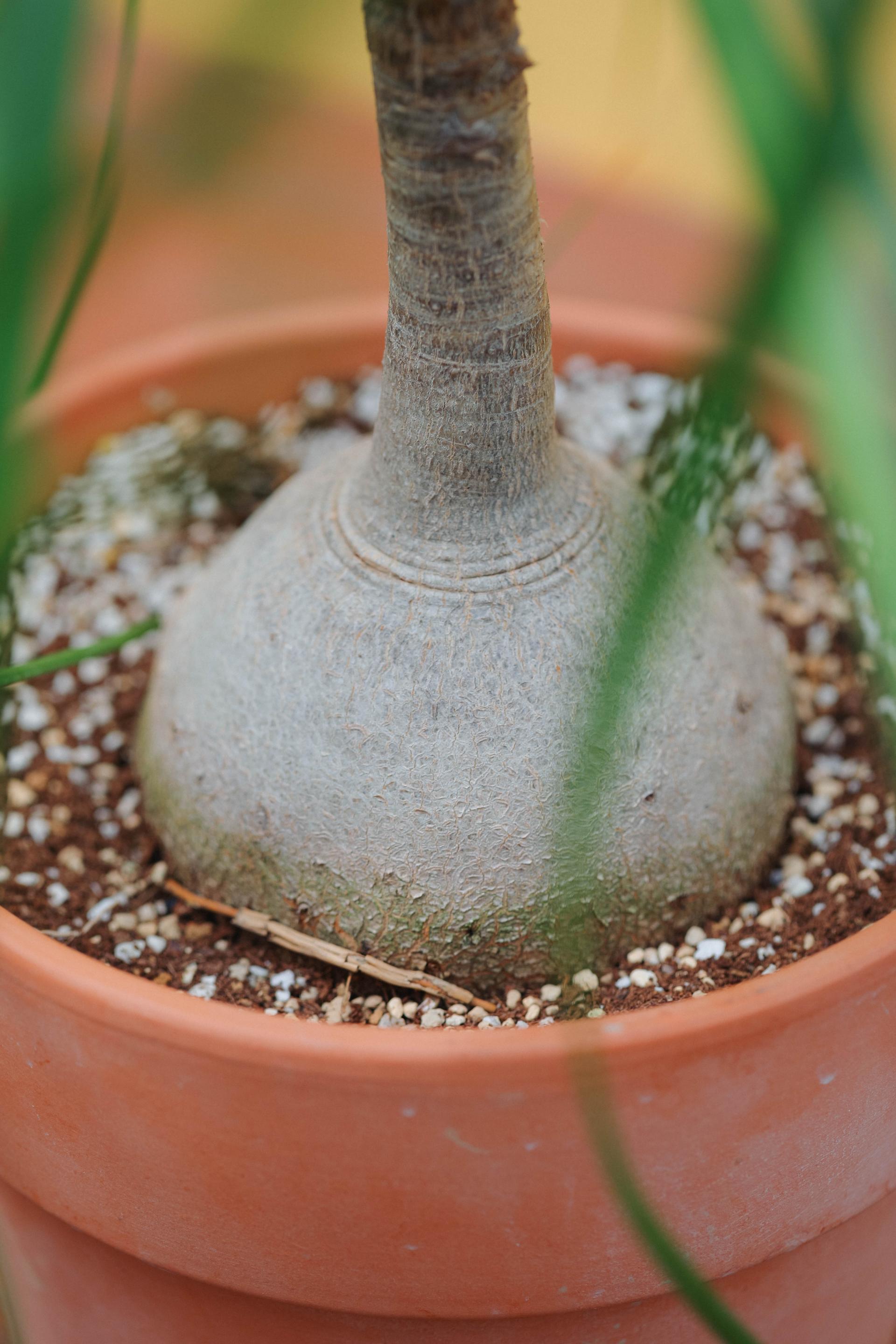 Beaucarnea recurvata + Italy block pot 덕구리난 (돗쿠리난) + 이태리 블럭팟