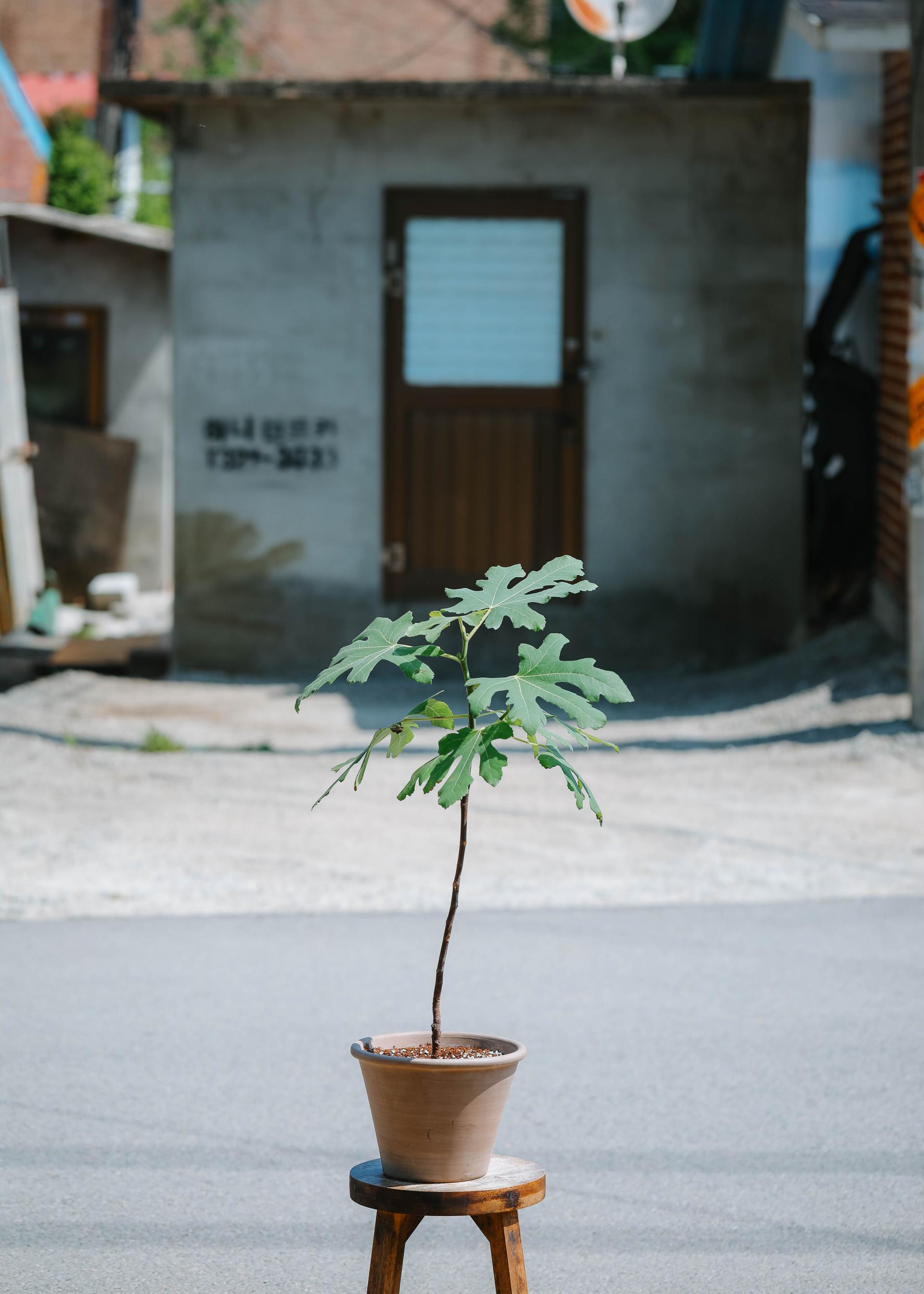 Ficus carica + Vintage jar pot 무화과나무 + 빈티지 자르팟 복제