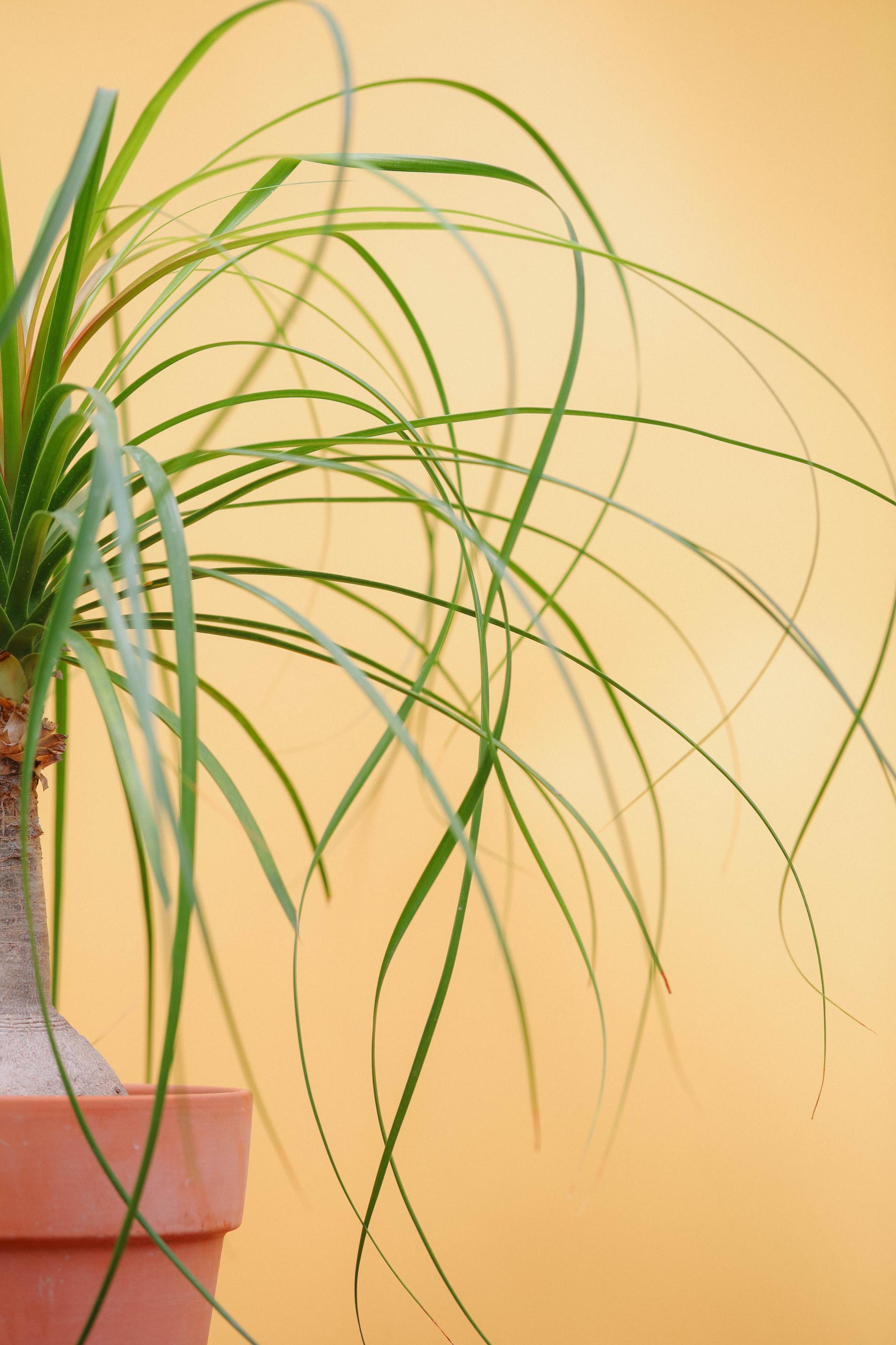 Beaucarnea recurvata + Italy block pot 덕구리난 (돗쿠리난) + 이태리 블럭팟