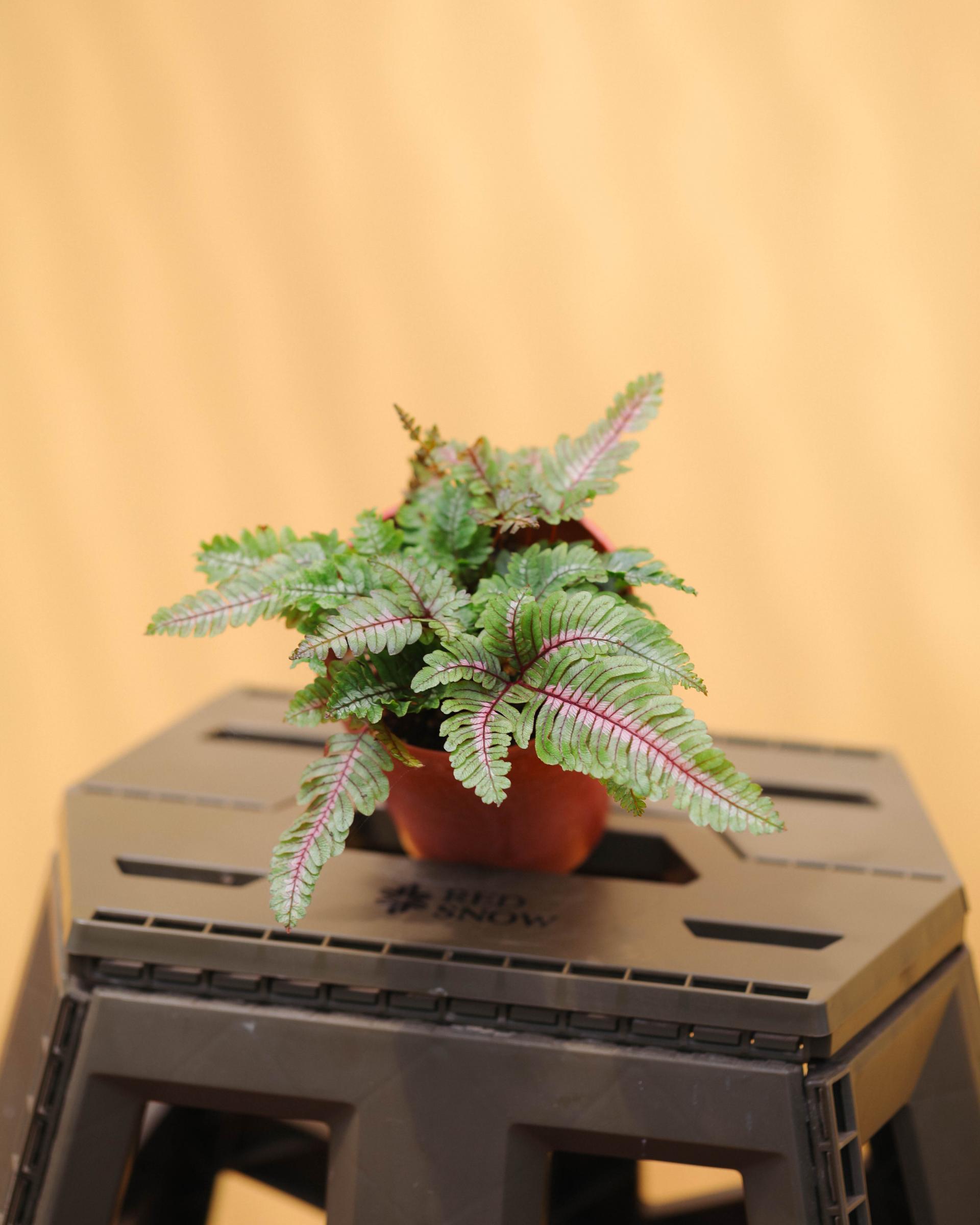 Pteris aspericaulis var. tricolor 프테리스 아스퍼리카울리스 트리컬러
