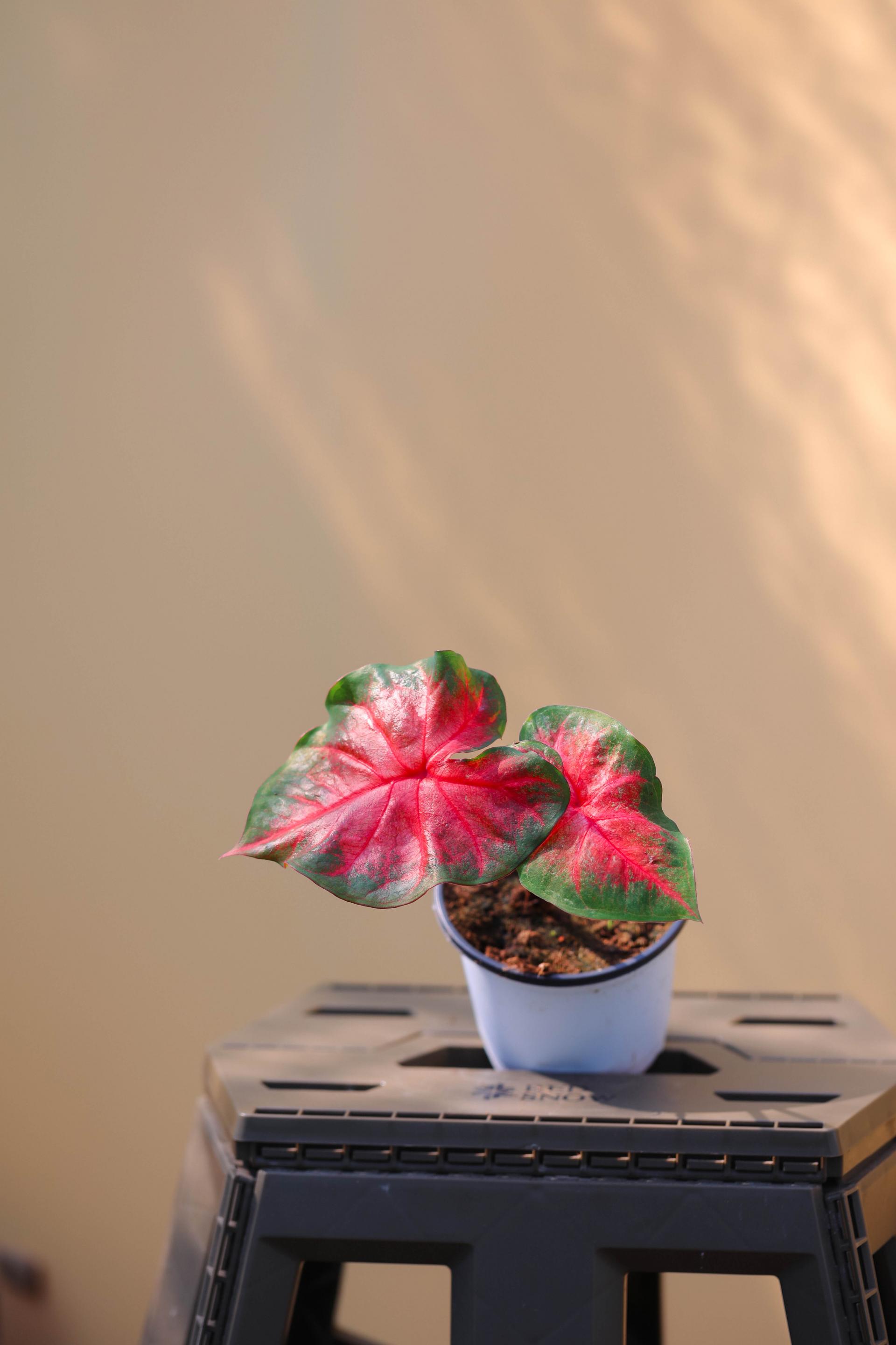 Caladium sp. 칼라디움 sp.