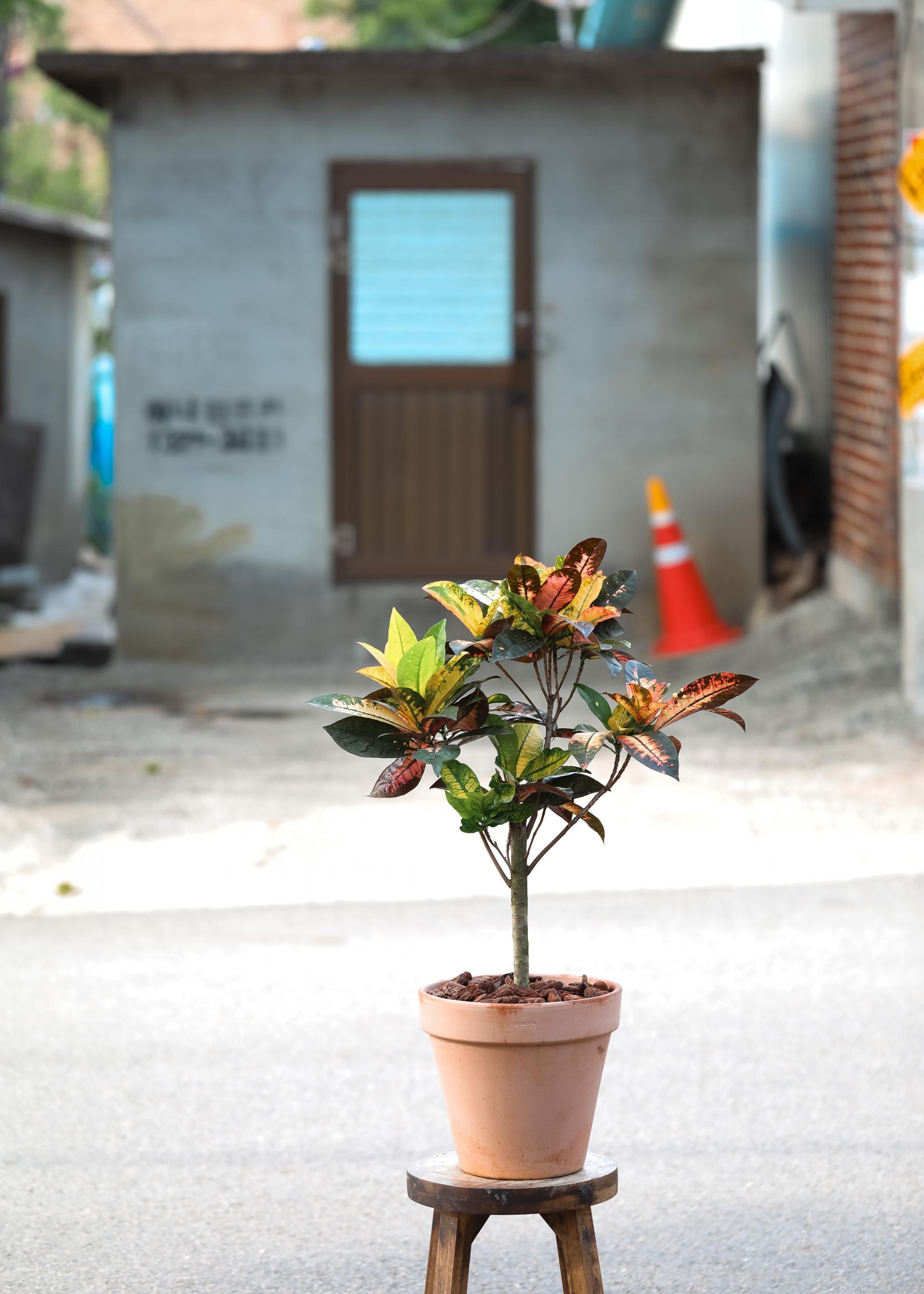 Codiaeum variegatum Mrs. Iceton + Italy simple pot 코디에움 미세스 아이스톤 + 이태리 심플팟