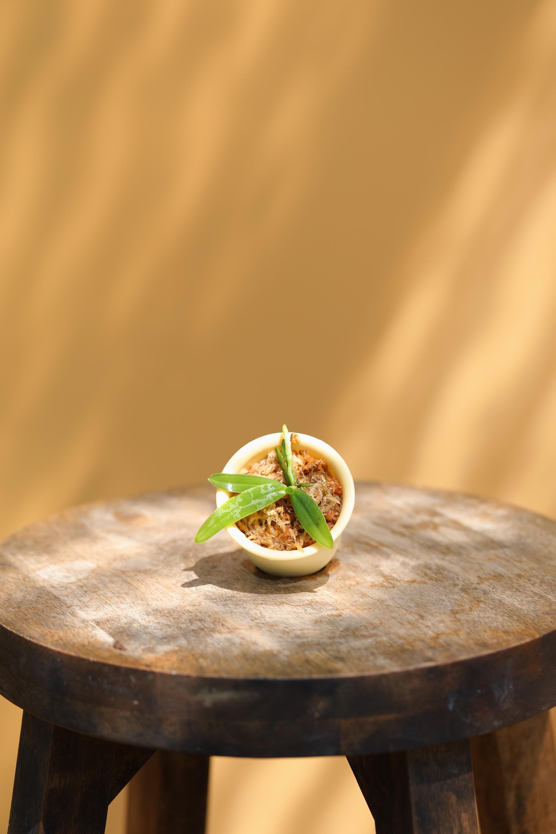 Tuberolabium kotoense + Mini honey jar pot 아리산 풍란 + 미니 허니자르팟