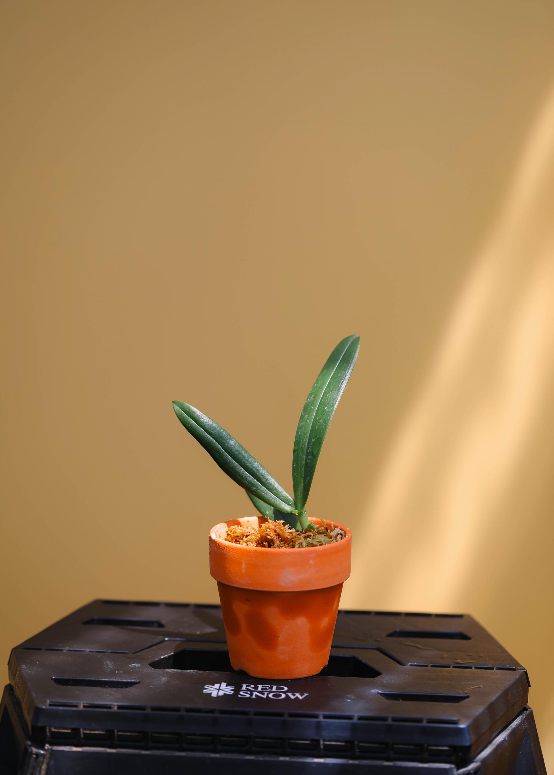 Aerangis modesta 에란기스 모데스타