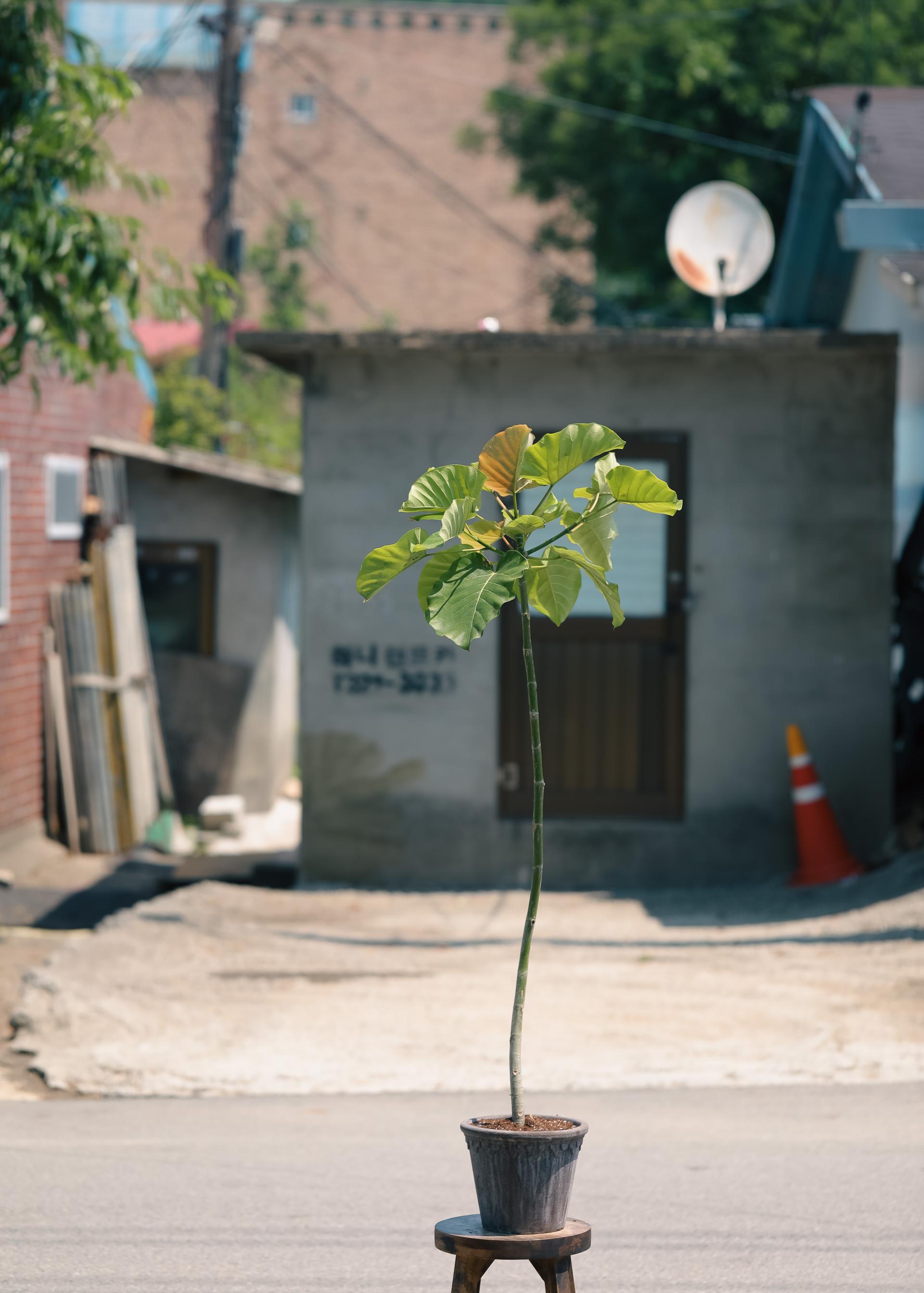 Ficus umbellata + Bergs Potter Copenhagen grey 휘커스 움벨라타 + 베르그포터 코펜하겐 그레이