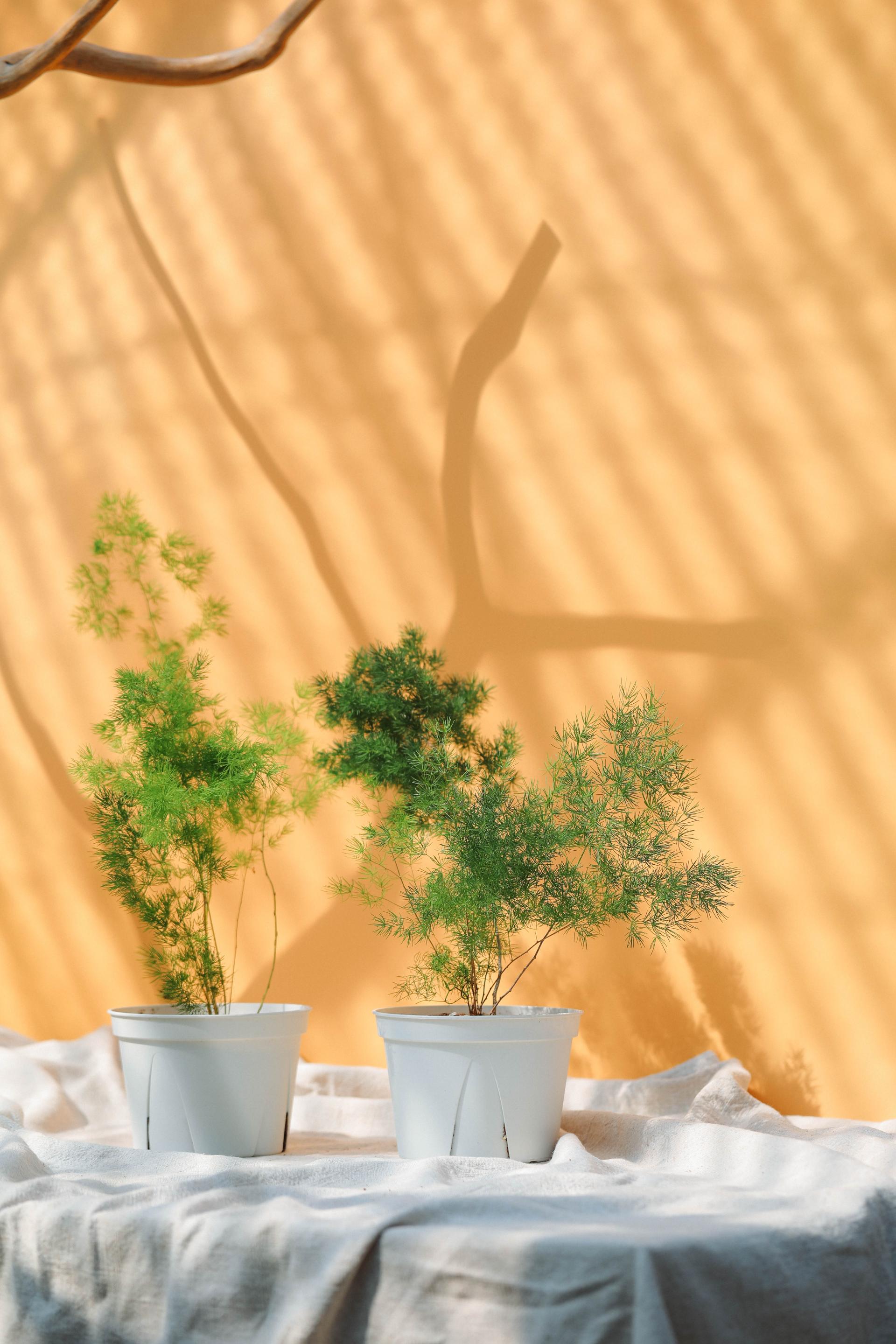 Asparagus myriocladus + White slit pot 아스파라거스 미리오클라두스 중품 + 화이트 슬릿