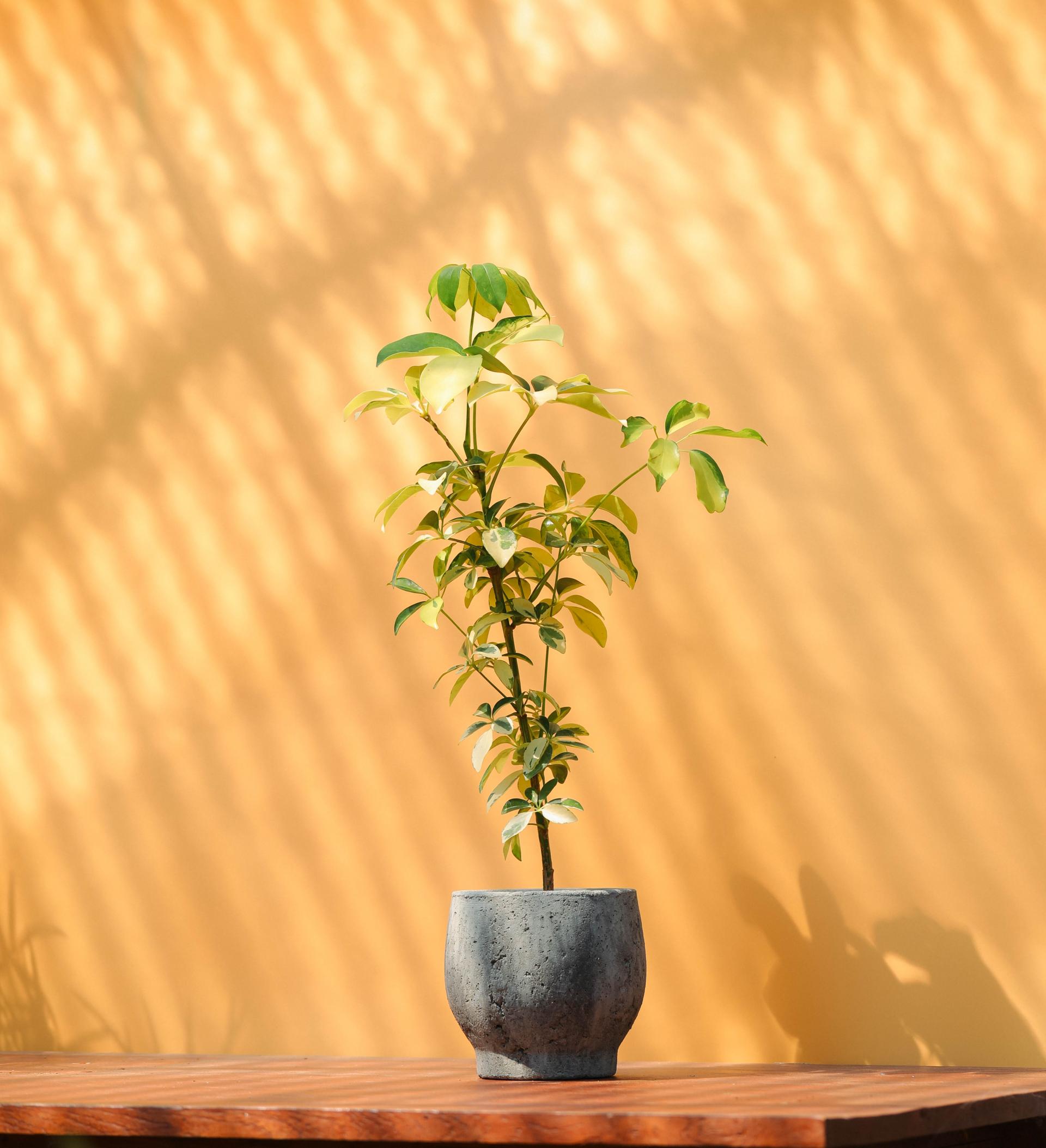 Schefflera arboricola dazzle + Serax rough pot 쉐프렐라 다즐 + 세락스 러프팟