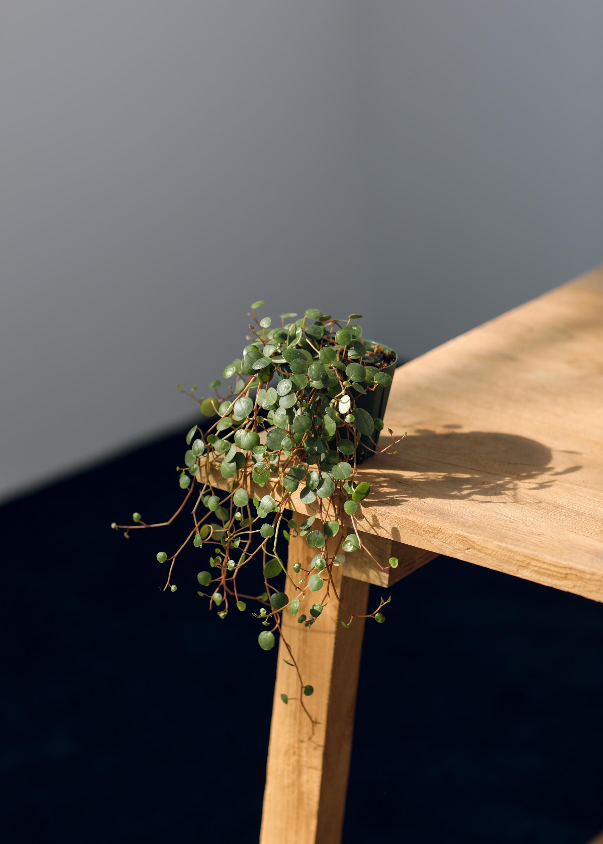 Peperomia 'Pepper Spot' 페페로미아 페퍼스팟