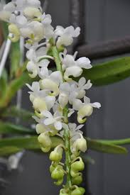 Aerides falcata alba 에리데스 팔카타 알바