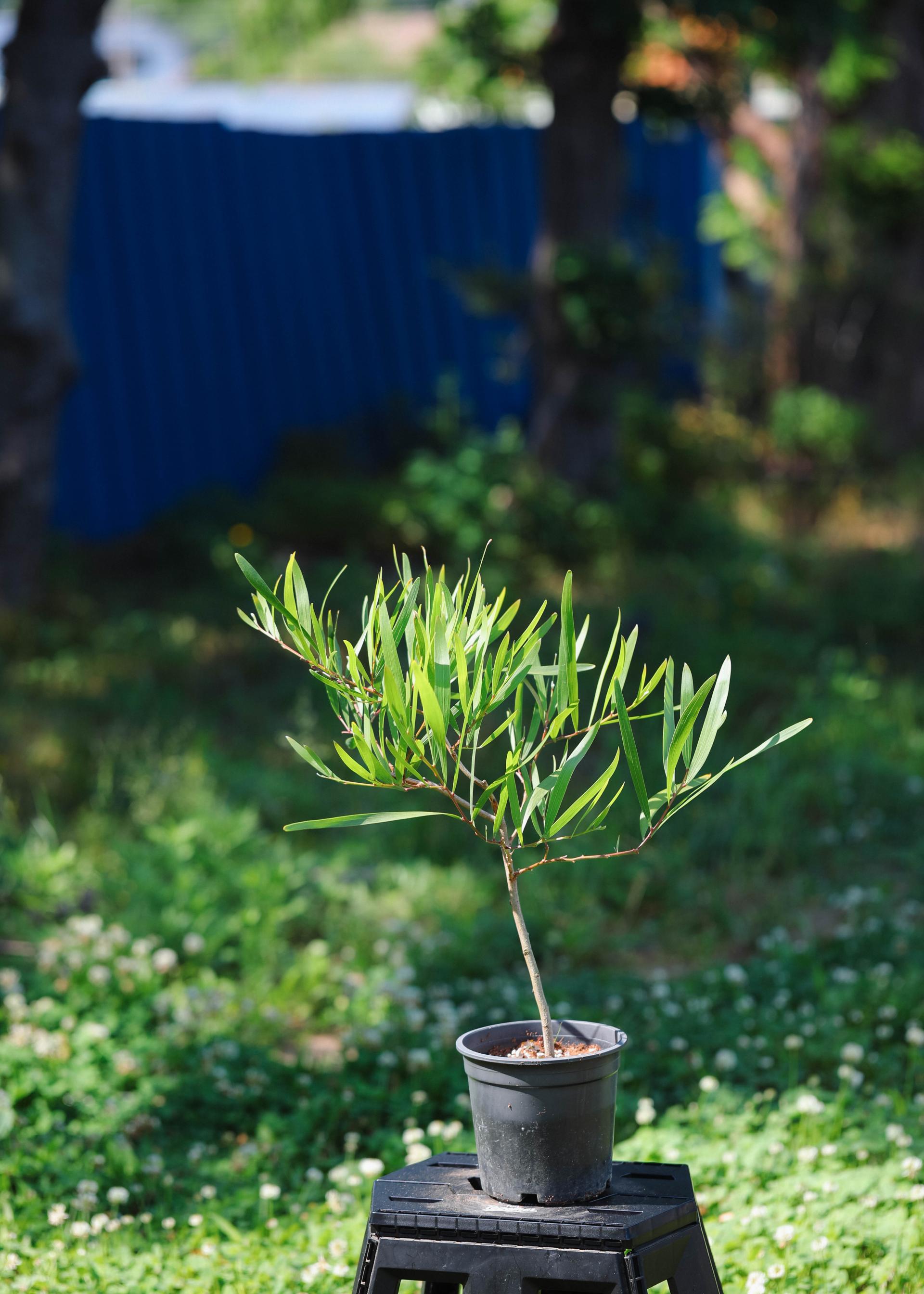 Acacia longifolia 아카시아 롱기폴리아 중품