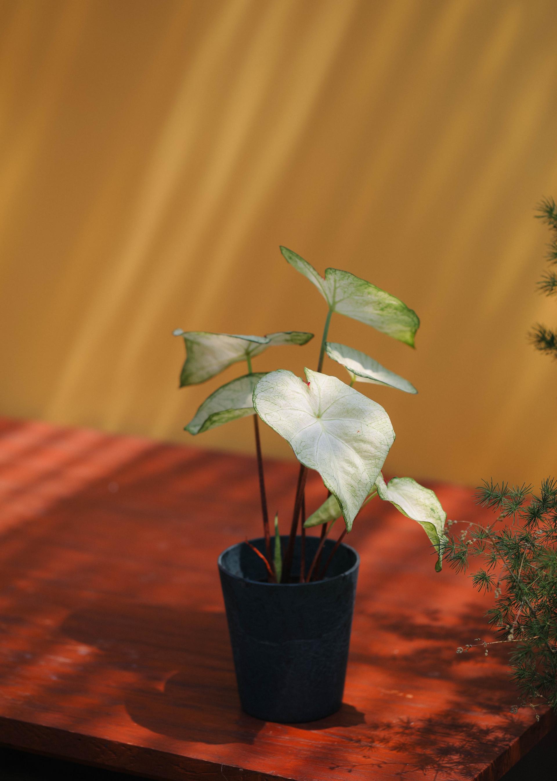 Caladium 'Moon light' 칼라디움 문라이트
