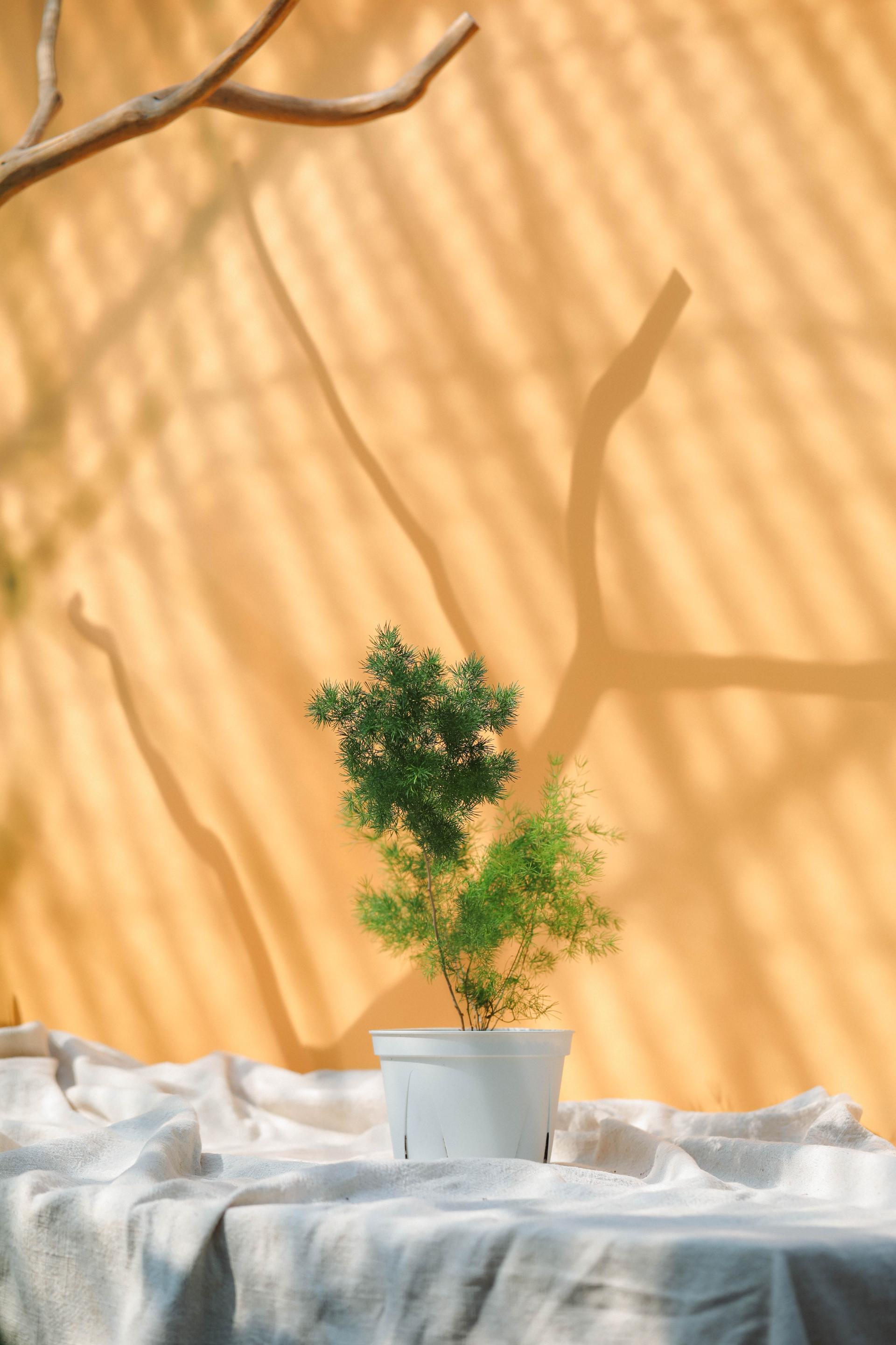 Asparagus myriocladus + White slit pot 아스파라거스 미리오클라두스 중품 + 화이트 슬릿