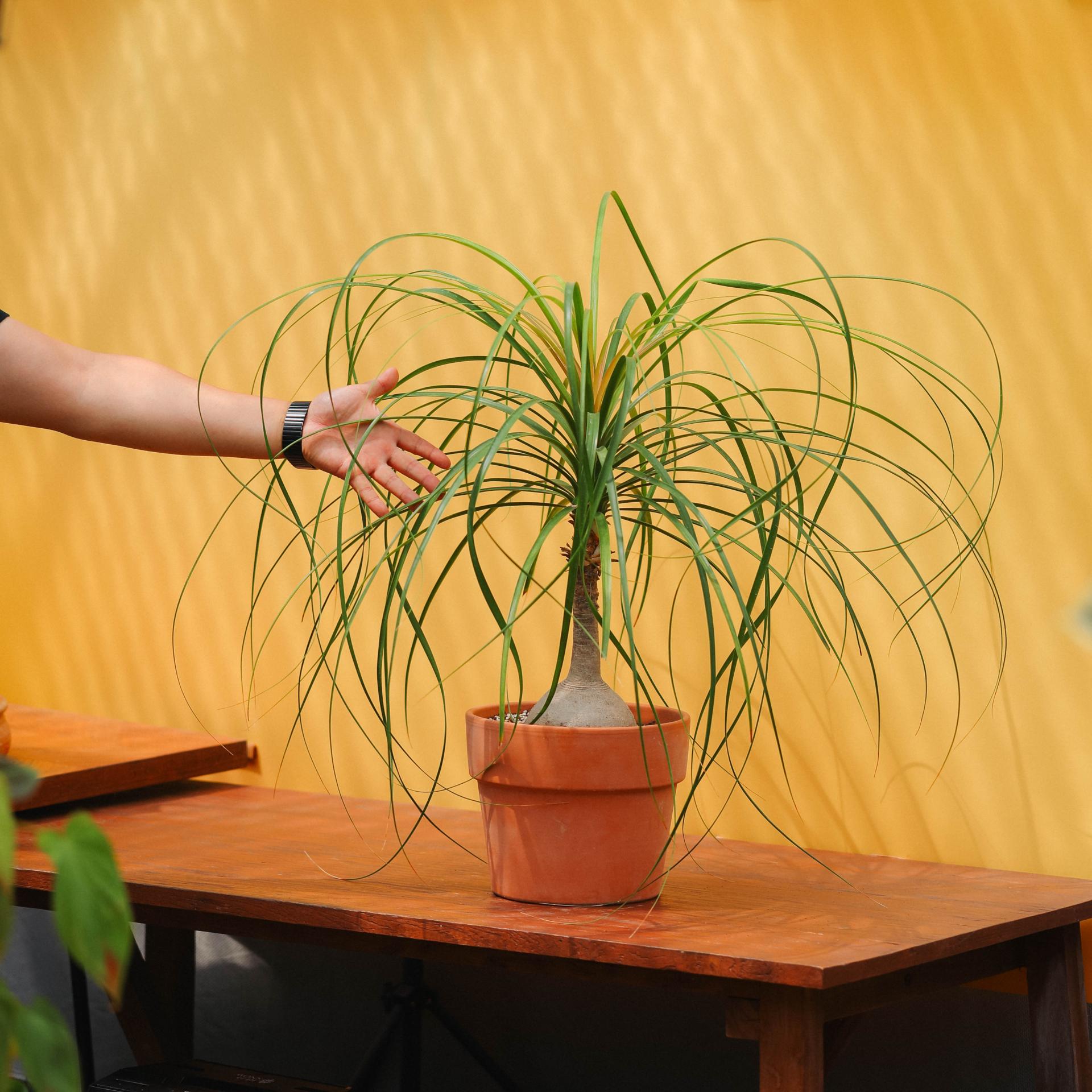 Beaucarnea recurvata + Italy block pot 덕구리난 (돗쿠리난) + 이태리 블럭팟