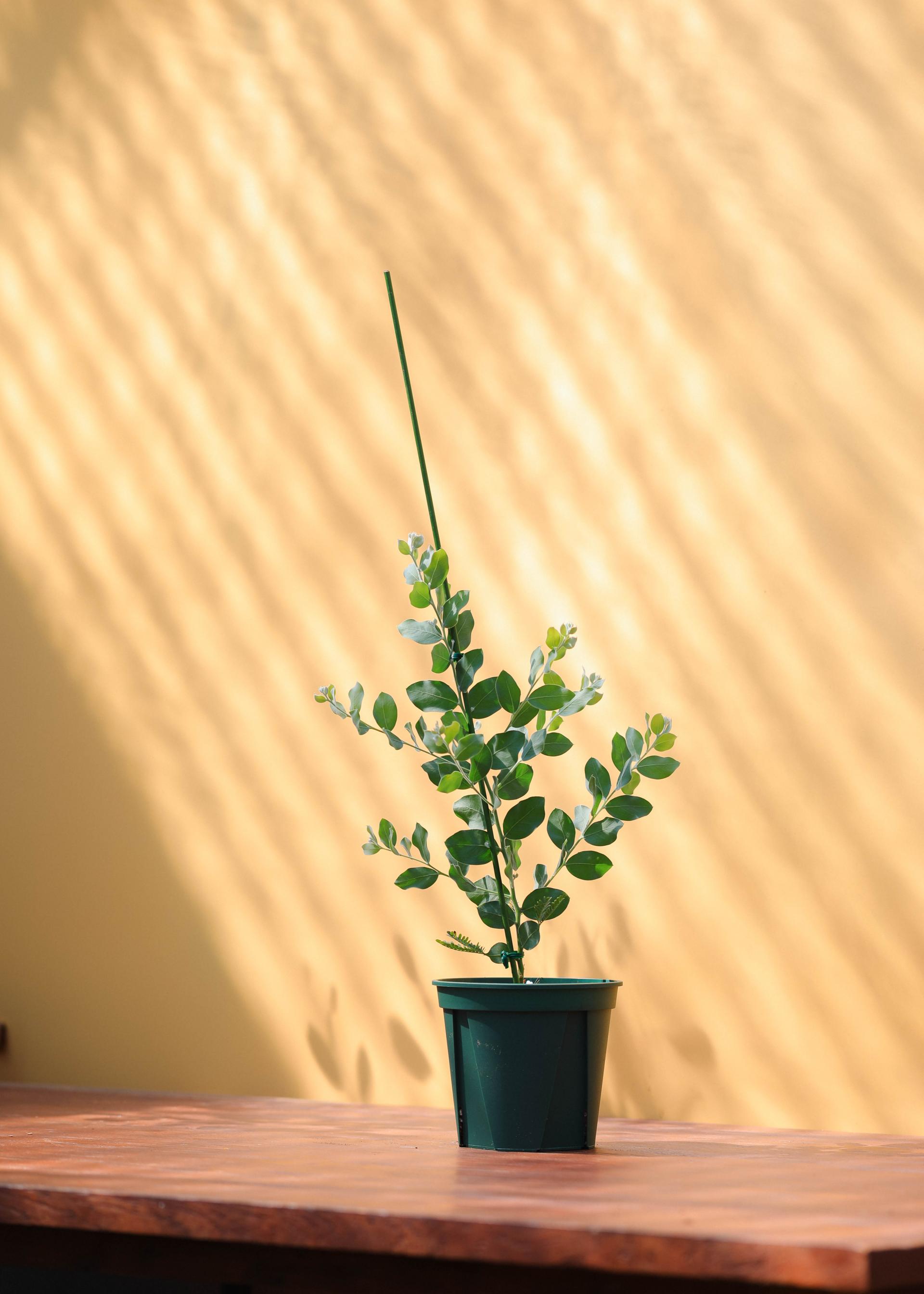 Acacia podalyriifolia 아카시아 포달리리폴리아 준중품