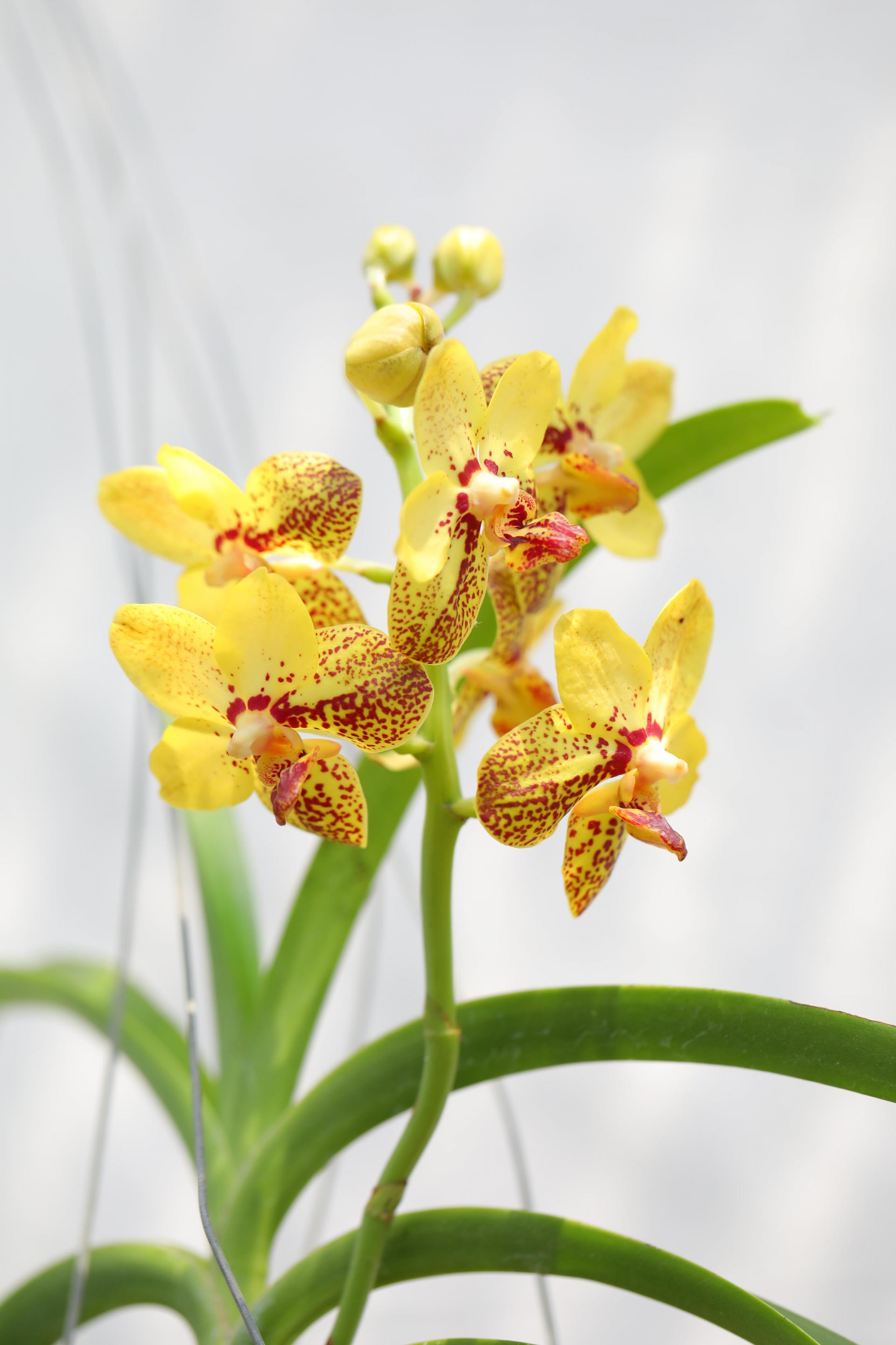 Vanda 'Honey Lemon' 반다 허니레몬