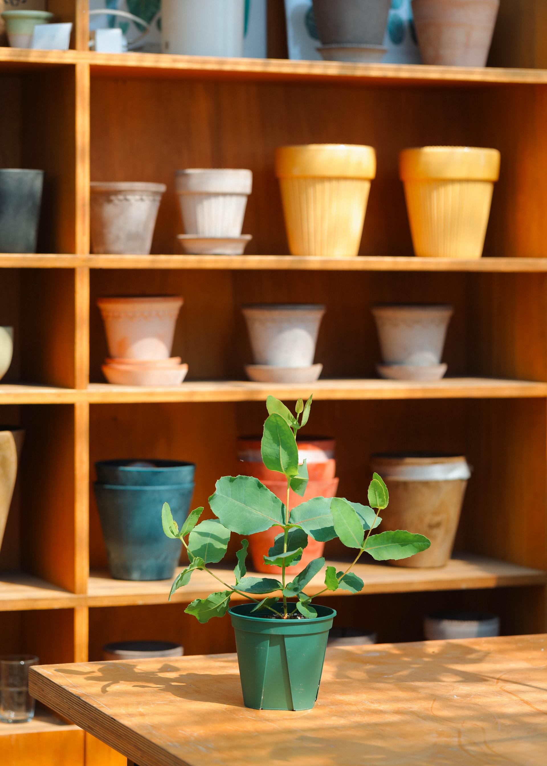 Eucalyptus preissiana 유칼립투스 프레이씨아나 준중품