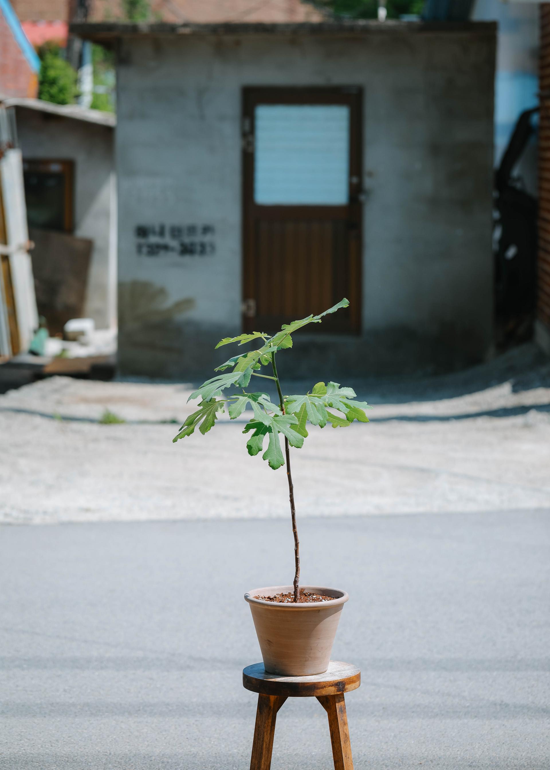 Ficus carica + Vintage jar pot 무화과나무 + 빈티지 자르팟 복제