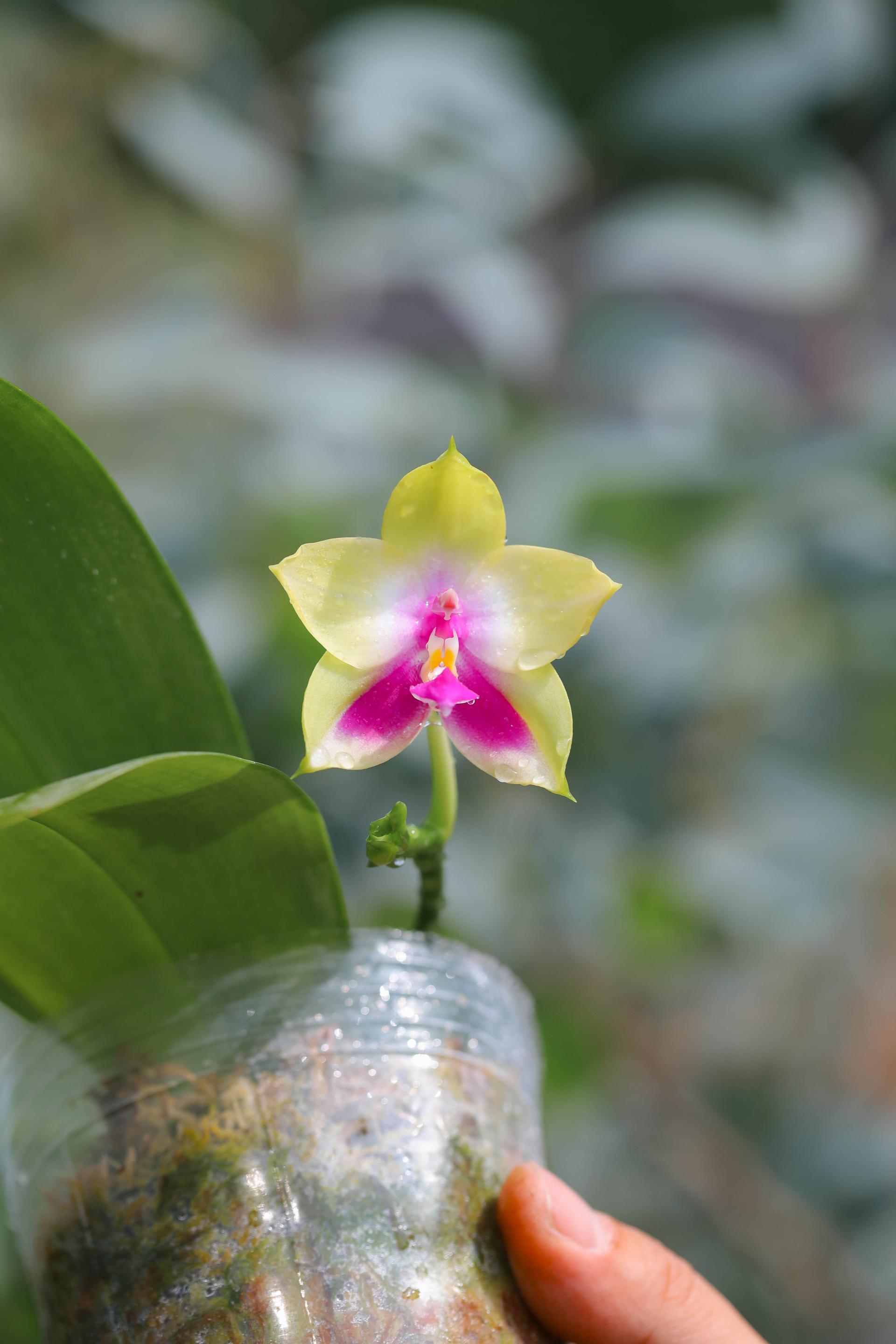 Phalaenopsis LD’s Bear Queen ‘Yongli Yellow peach’ 팔레놉시스 '용리 옐로우 피치'