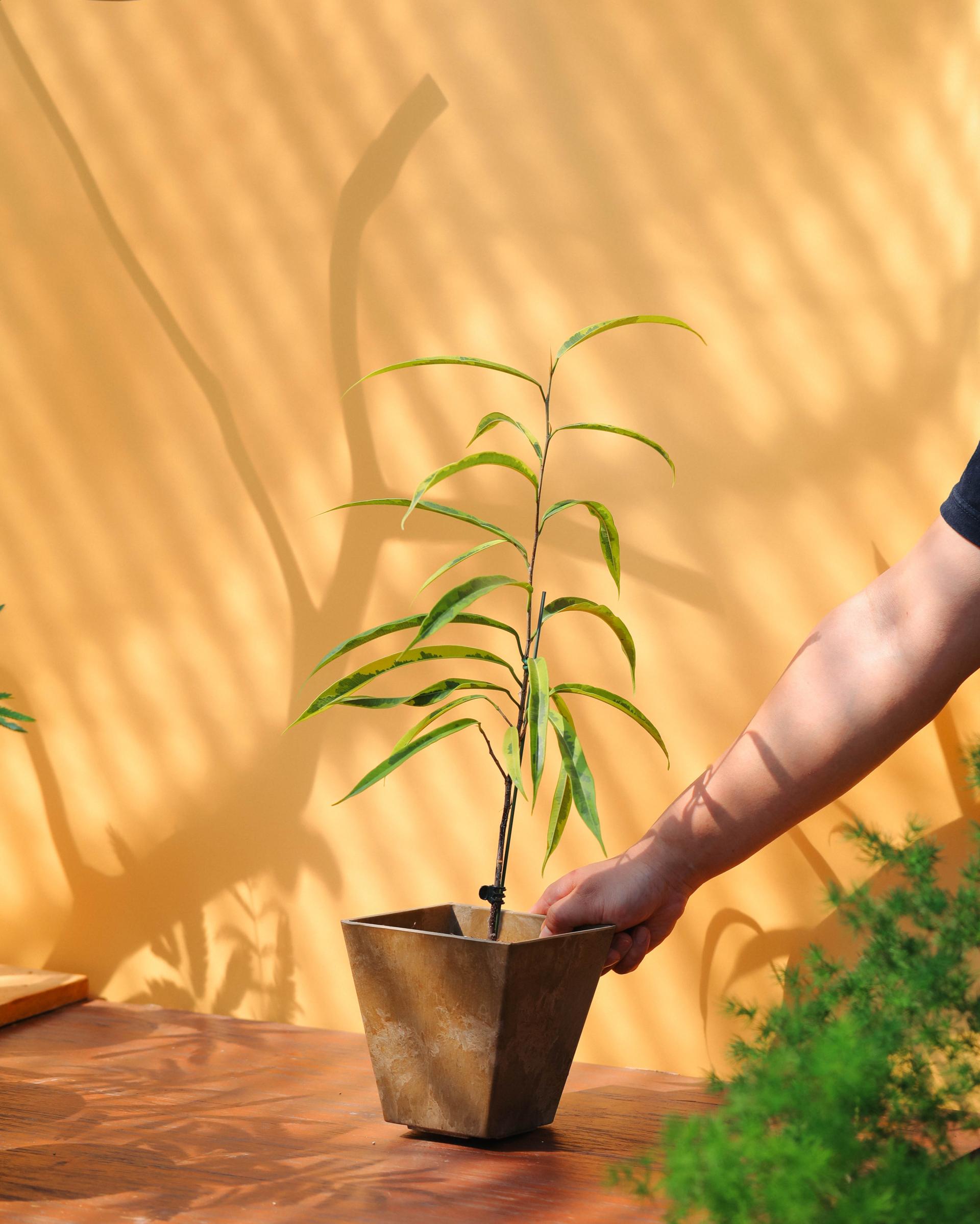 Ficus maclellandii ‘Alii Variegated’ + Brown square pot 휘커스 알리 무늬종 (무늬 알리 고무나무) + 브라운 스퀘어팟