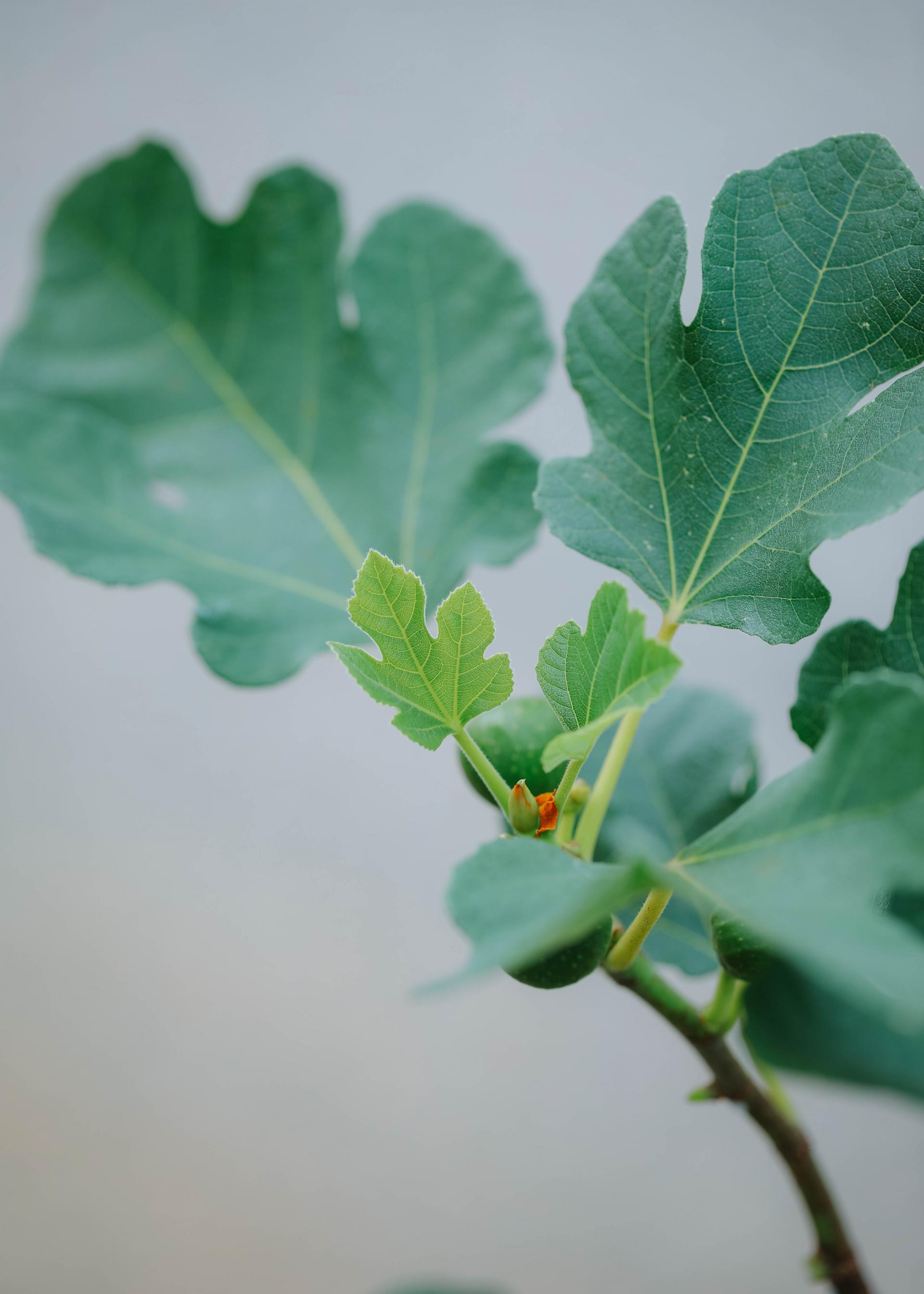 Ficus cariaca + Brown square pot 무화과 나무 + 브라운 스퀘어팟