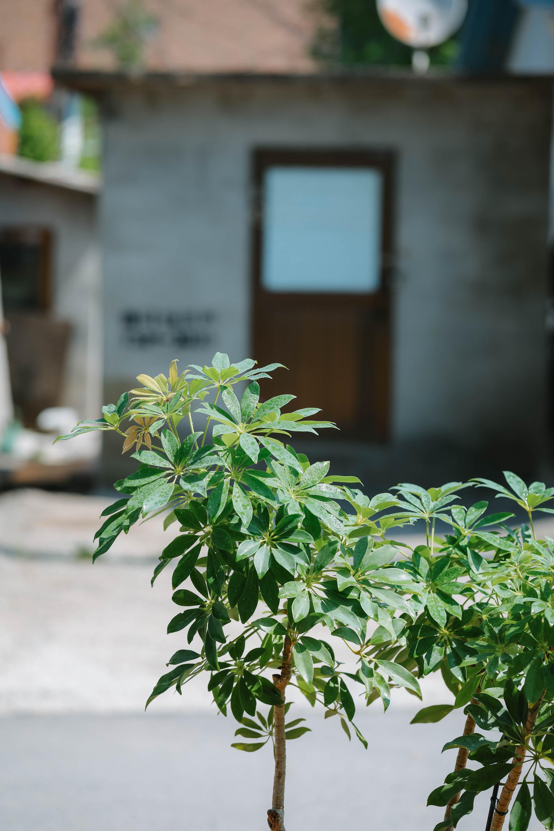 Schefflera arboricola gold + Italy square pot 쉐프렐라 아보리콜라 골드 (형광 홍콩야자) + 이태리 스퀘어팟