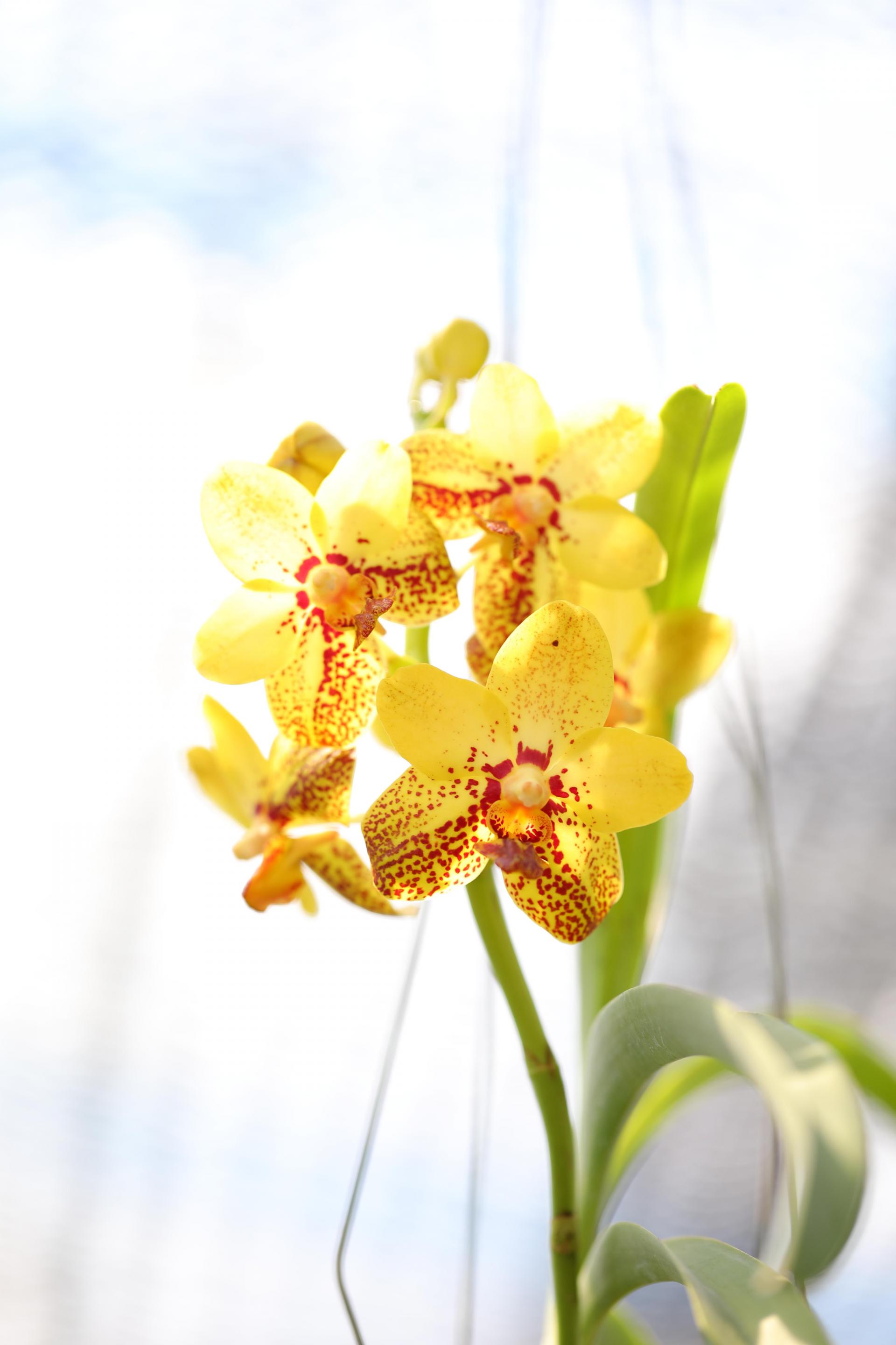 Vanda 'Honey Lemon' 반다 허니레몬