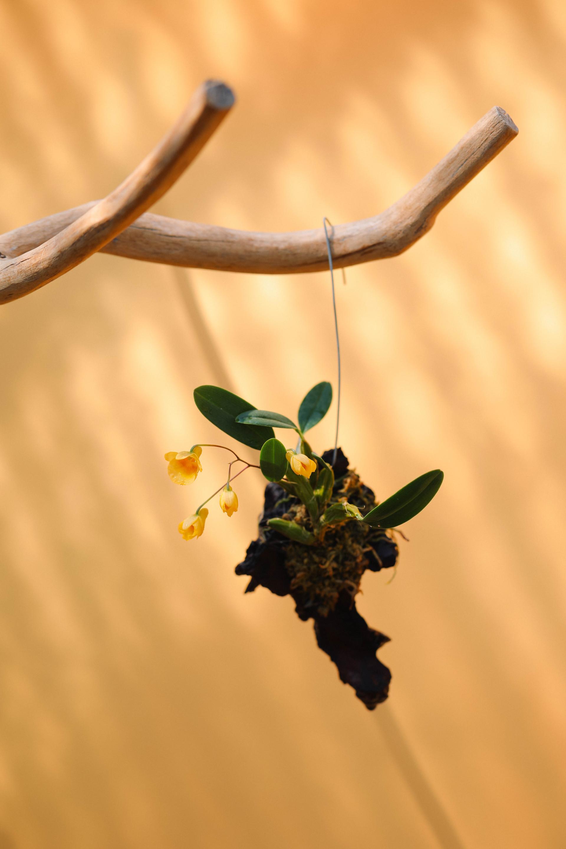 Dendrobium Ueang Phueng 덴드로비움 엉펑 목부작