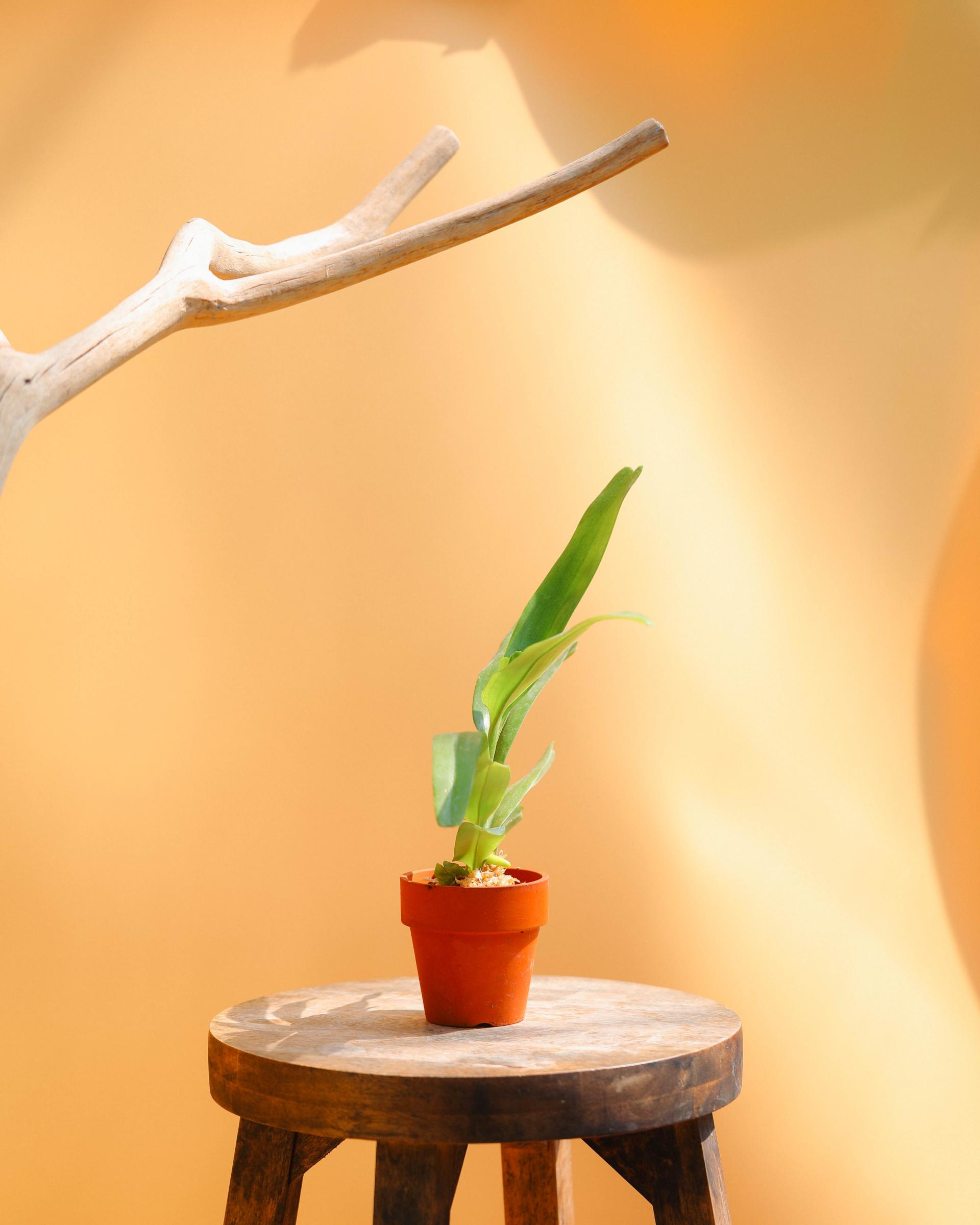Aerides falcata alba 에리데스 팔카타 알바