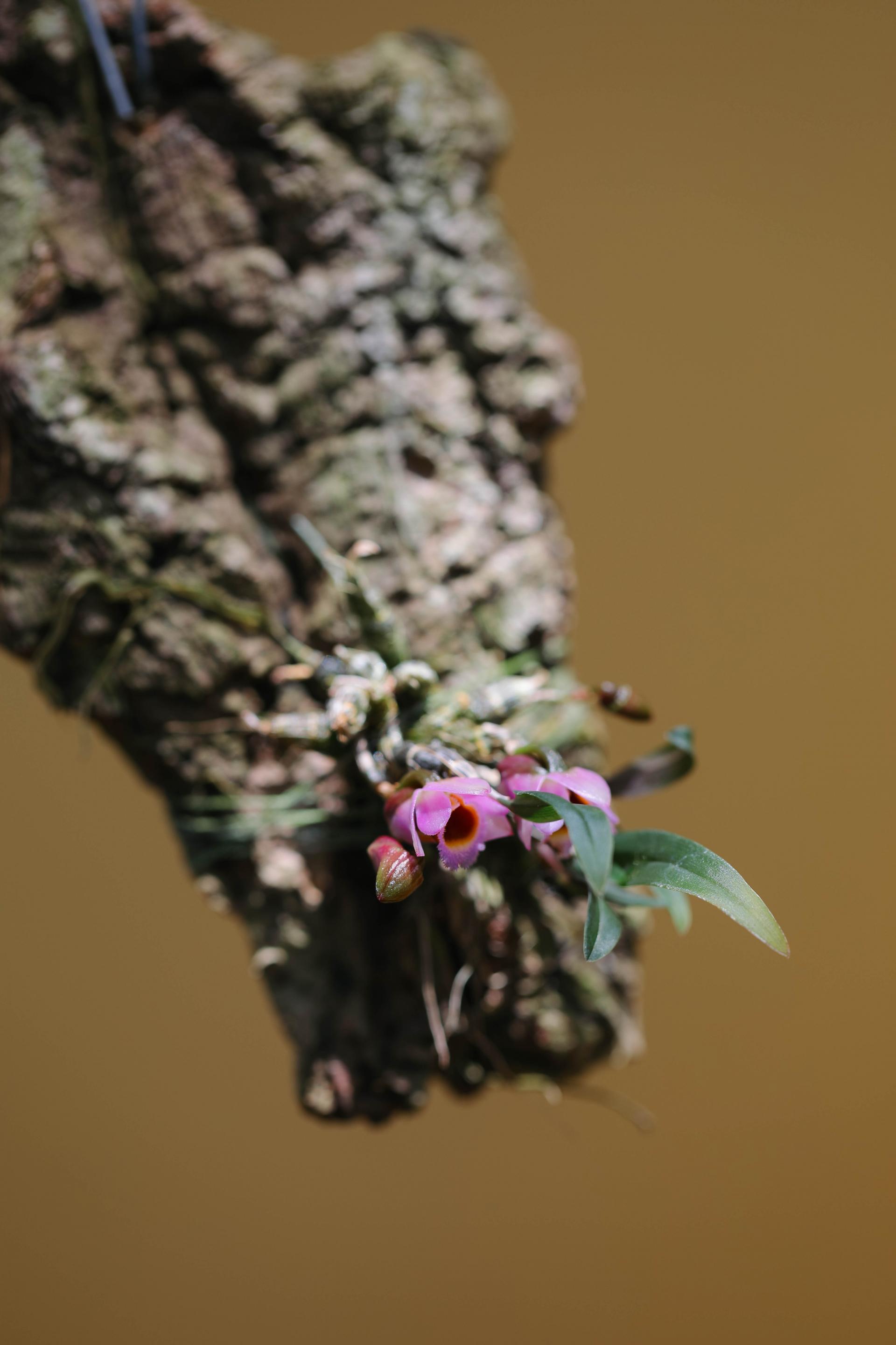 Dendrobium fuscifaucium 덴드로비움 퍼시파우시움