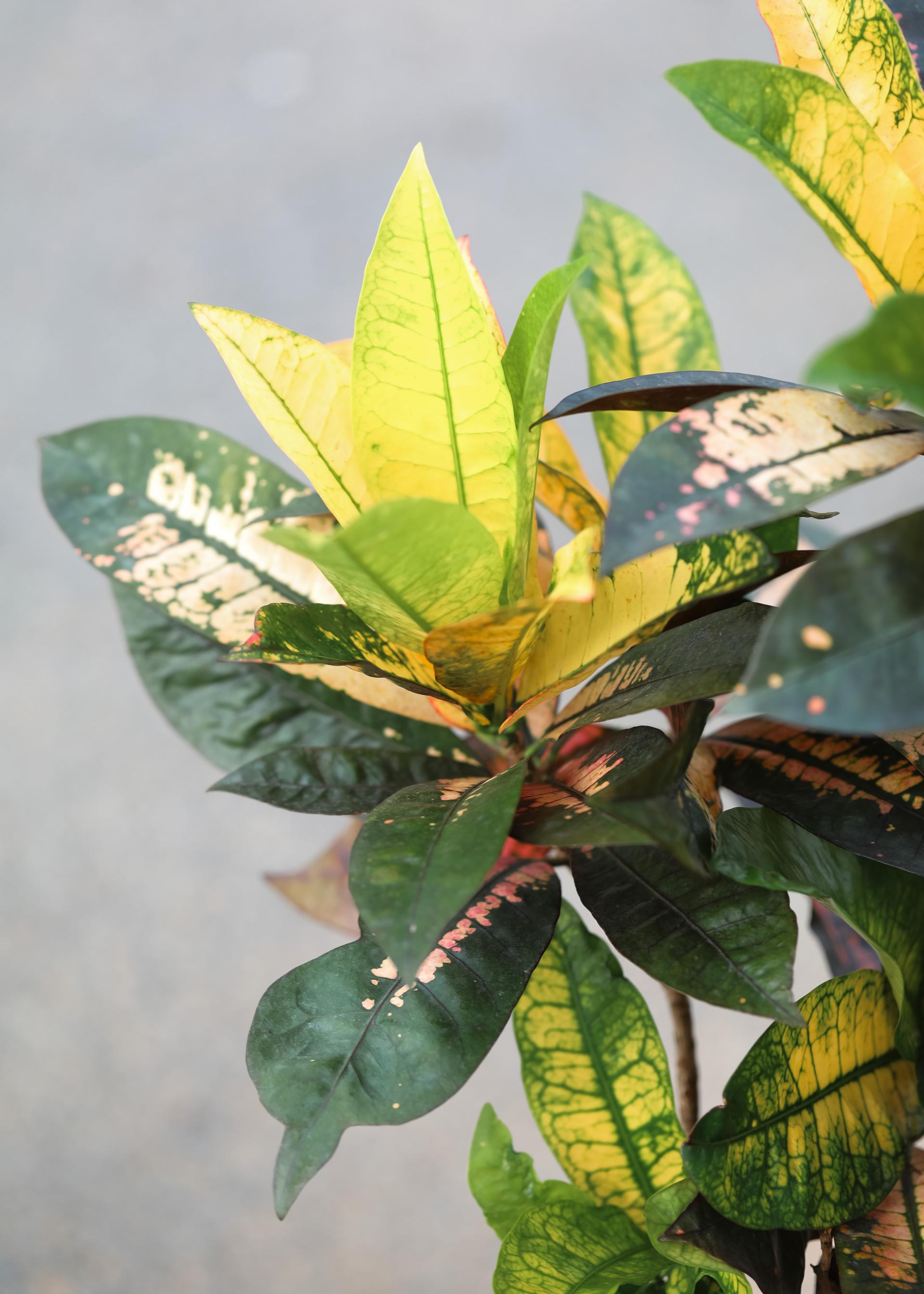 Codiaeum variegatum Mrs. Iceton + Italy simple pot 코디에움 미세스 아이스톤 + 이태리 심플팟