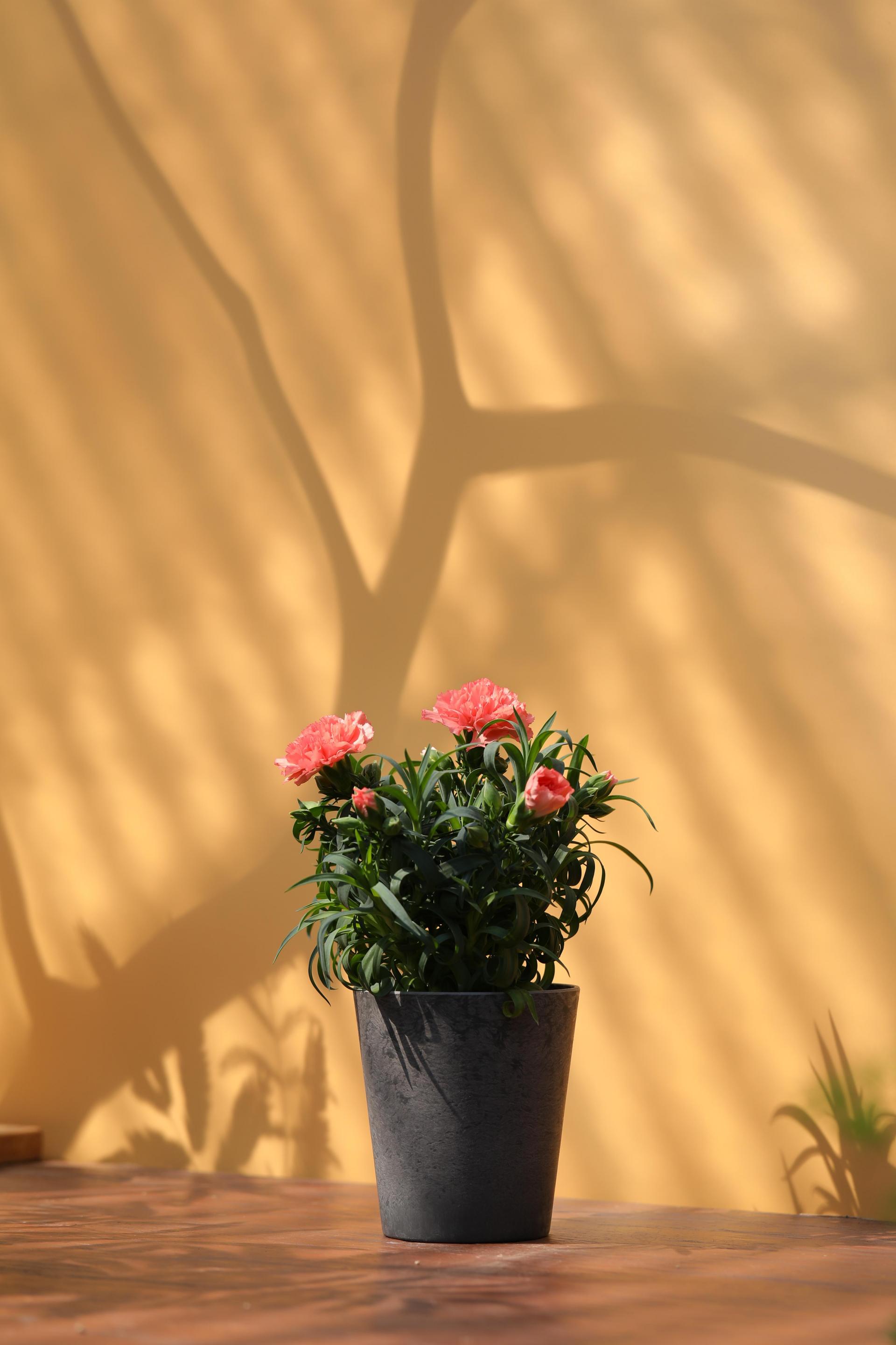Dianthus soft salmon 카네이션 소프트 살몬