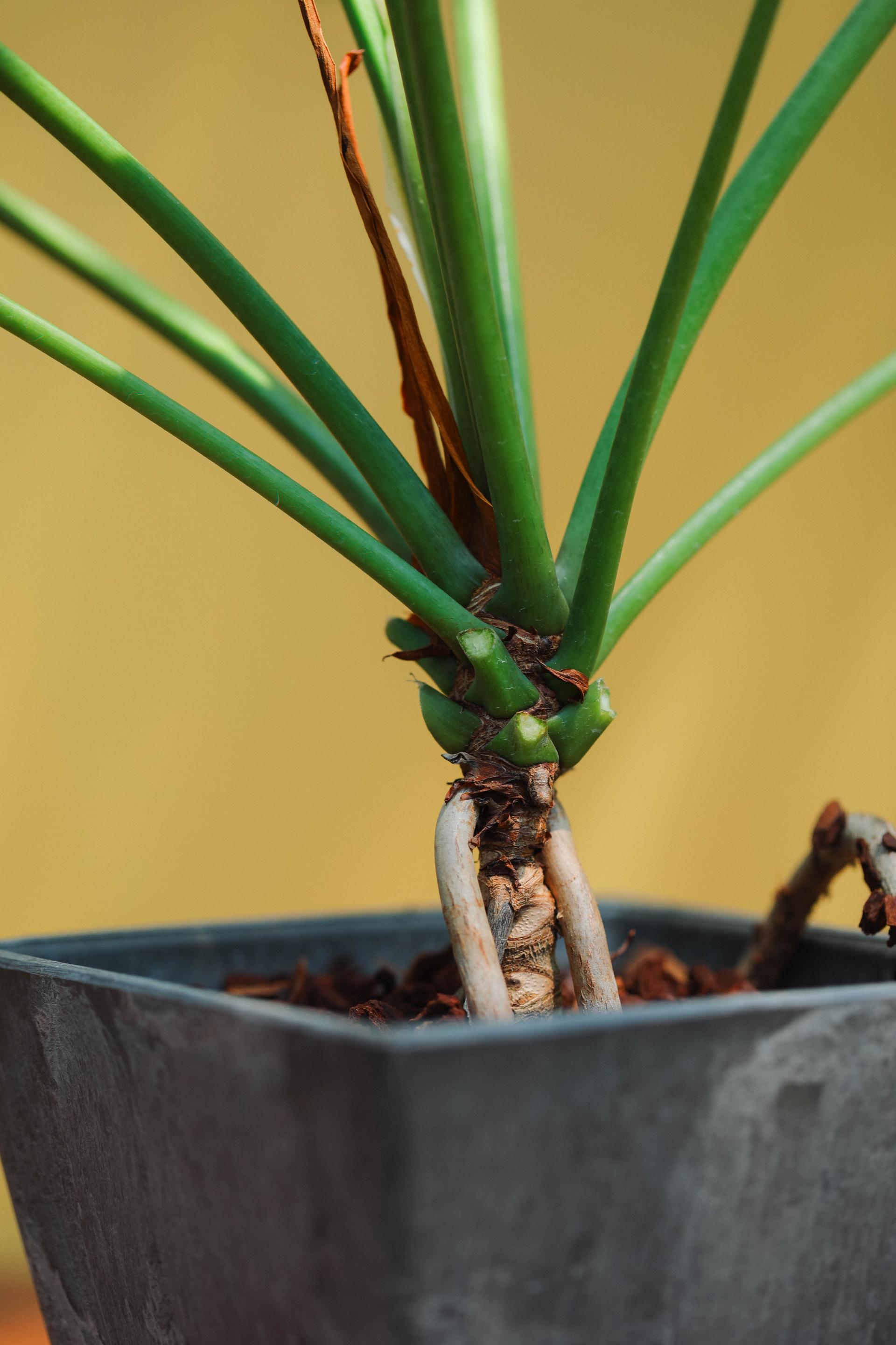 Thaumatophyllum xanadu + Gray square pot 타우마토필름 제나두 (제나두 셀렘) + 그레이 스퀘어팟