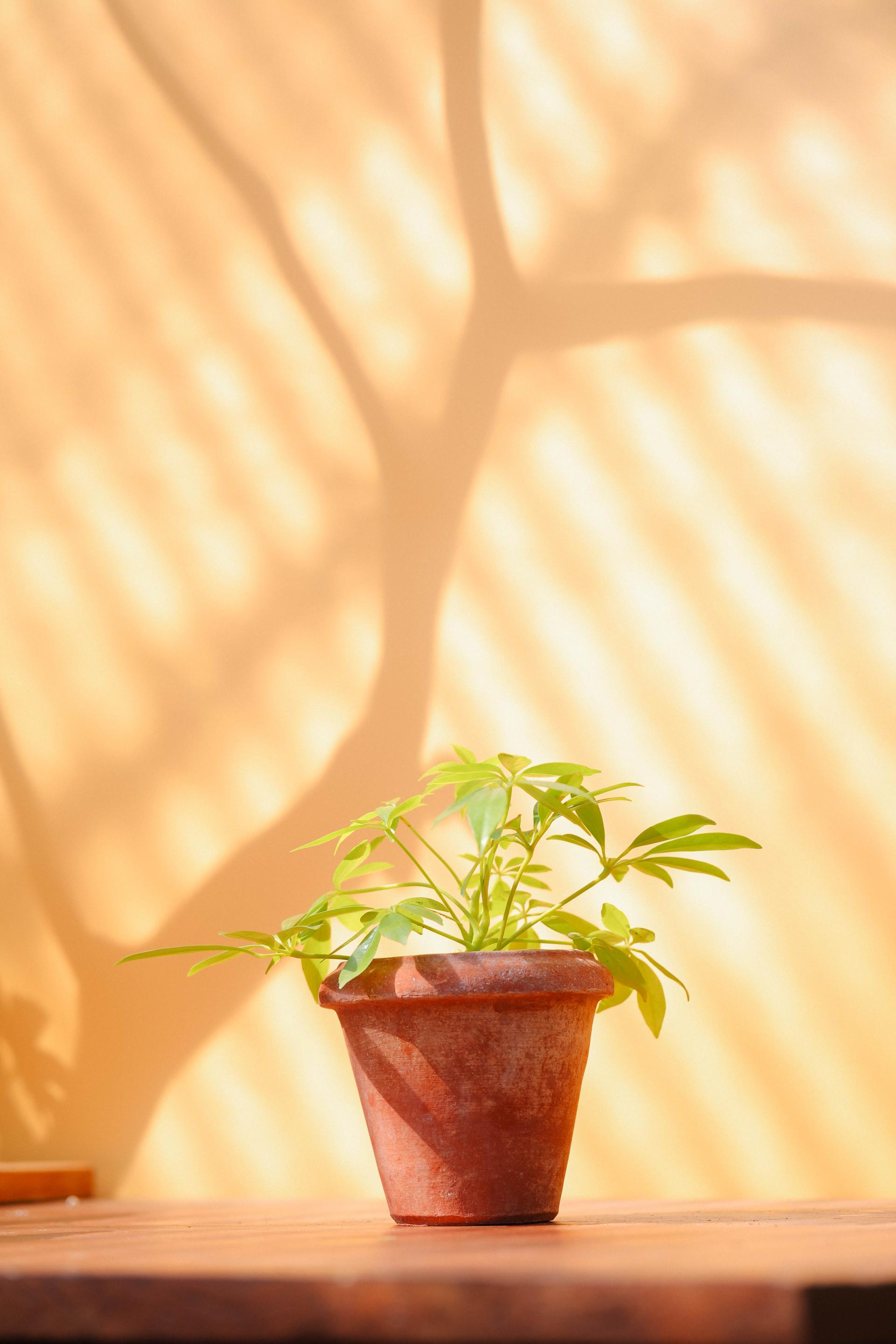 Schefflera arboricola gold + Poggi Ugo Conino con orlo 쉐프렐라 아보리콜라 골드 (형광 홍콩야자) + 이태리 포지우고 코니노