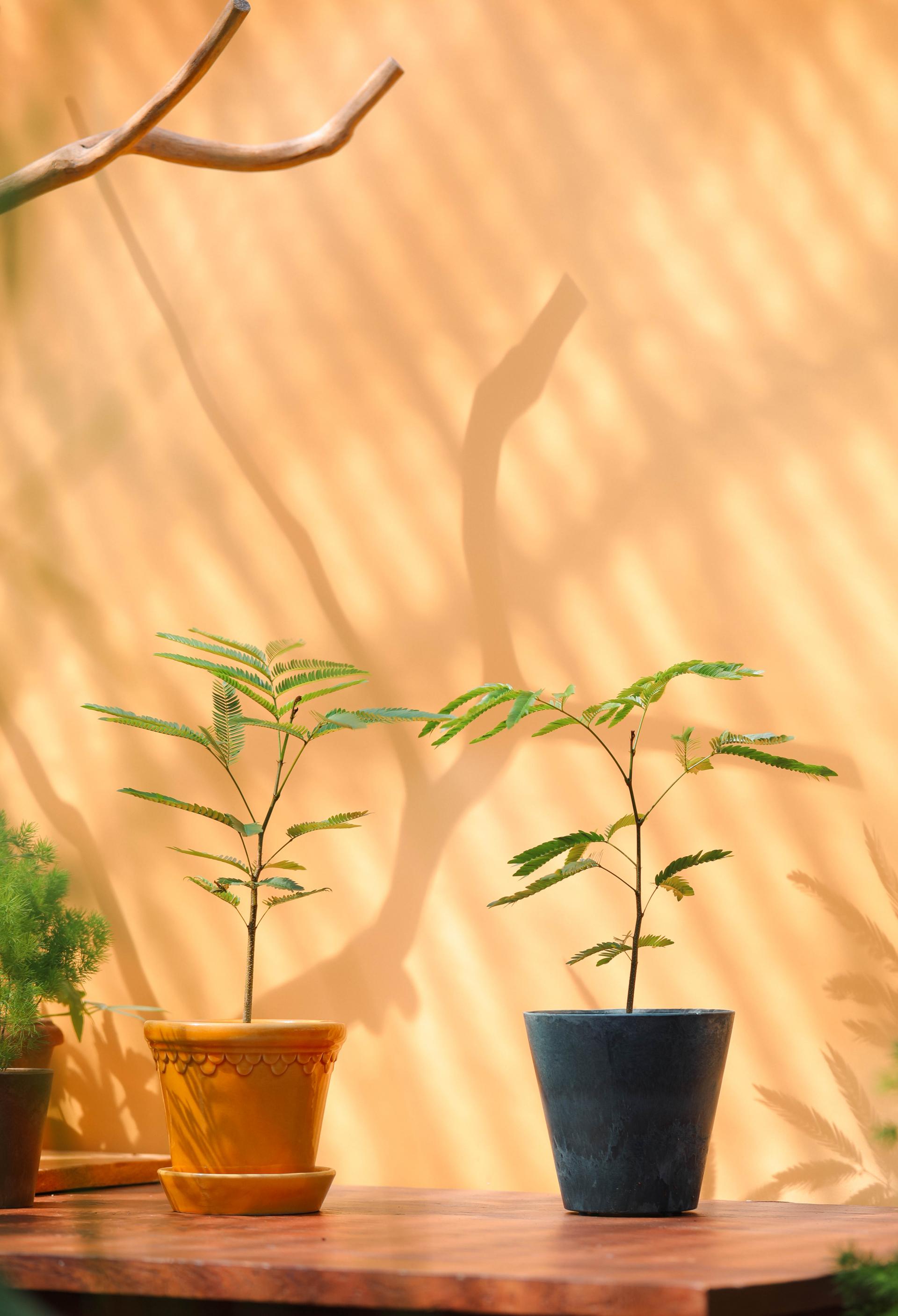 Pithecellobium confertum + Navy marble pot 에버 후레쉬 + 네이비 마블팟