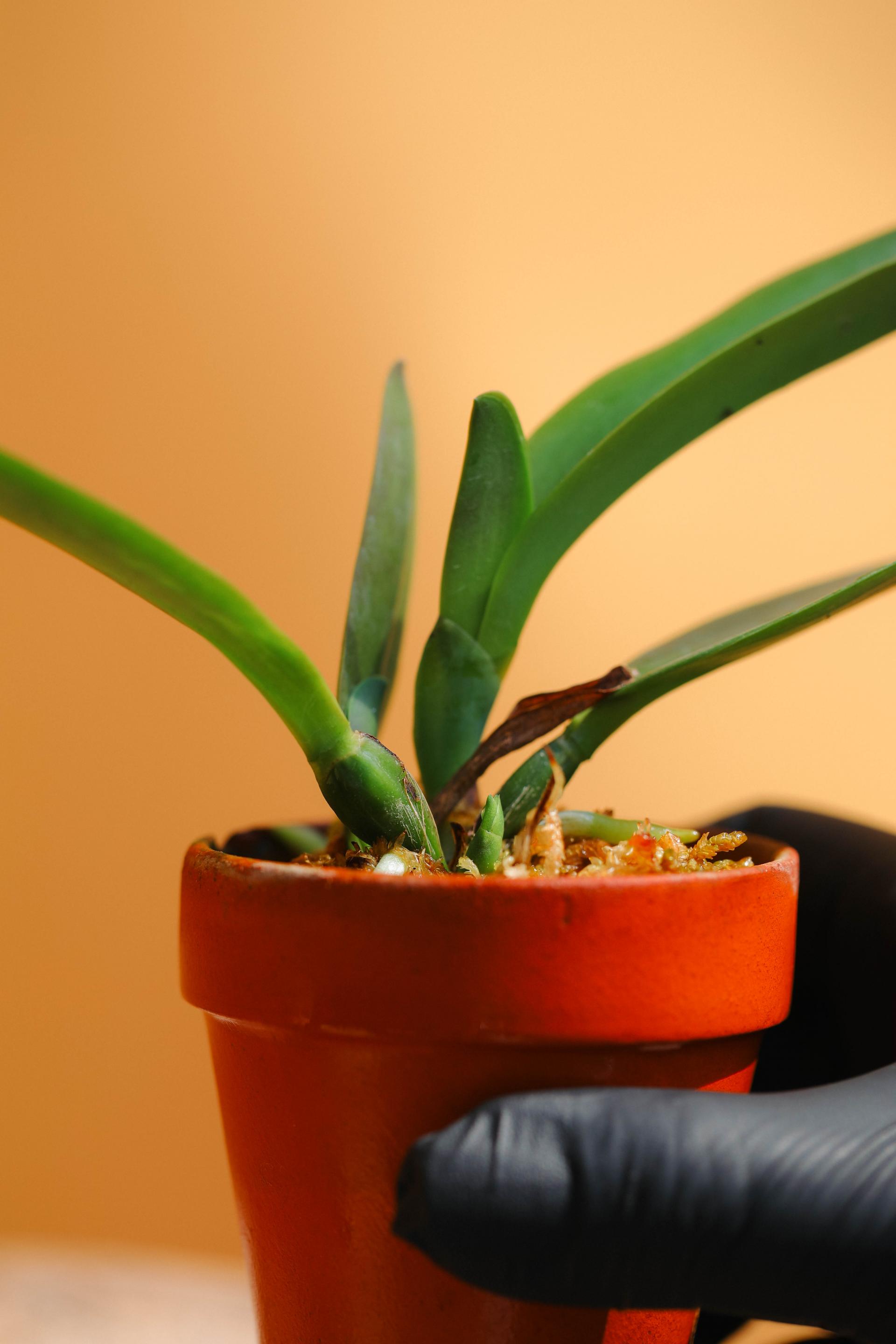 Cattleya schroederae moonlight 카틀레야 슈로데레 문라이트 3