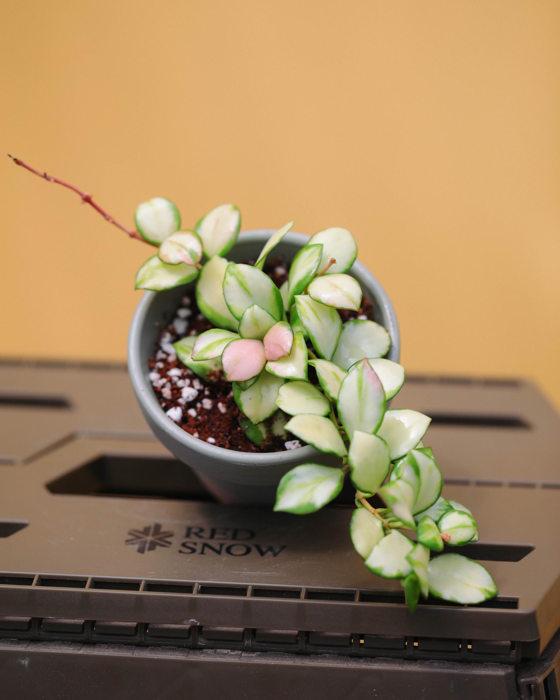 Hoya heuschkeliana variegated + Sage green simple pot 호야 휴스켈리아나 무늬종 + 세이지그린 심플팟