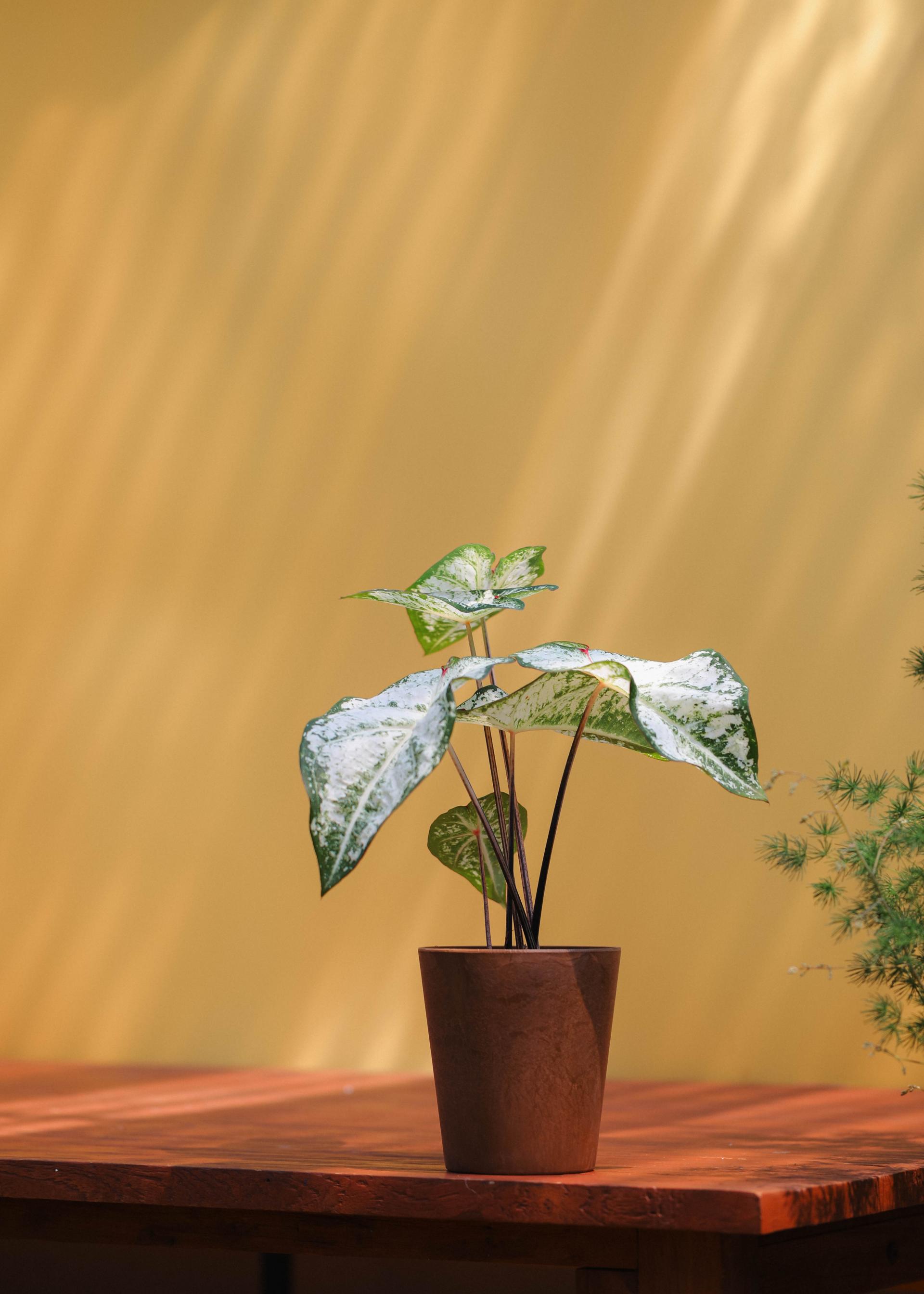 Caladium 'Snow flurry' 칼라디움 스노우 플러리
