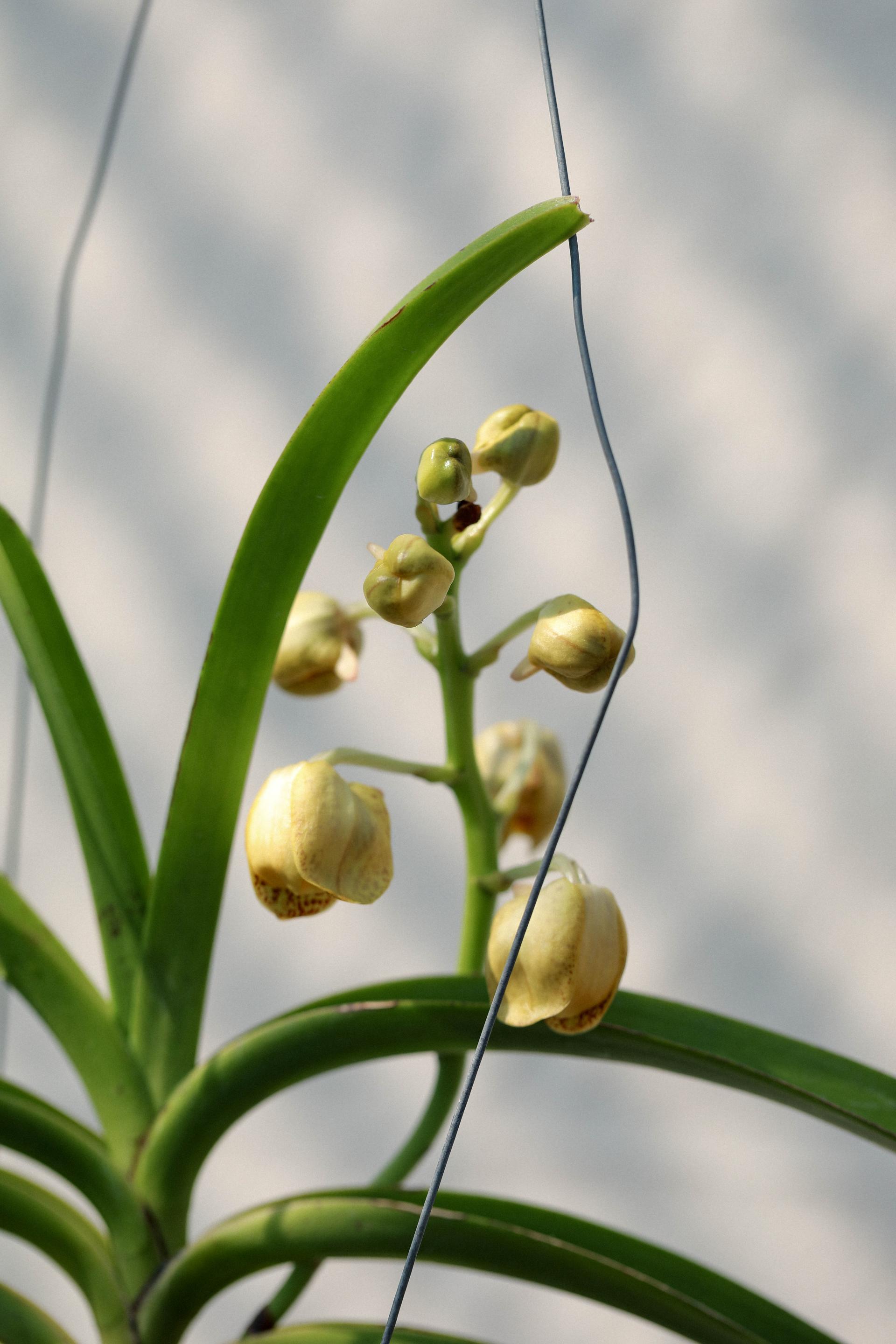 Vanda 'Honey Lemon' 반다 허니레몬