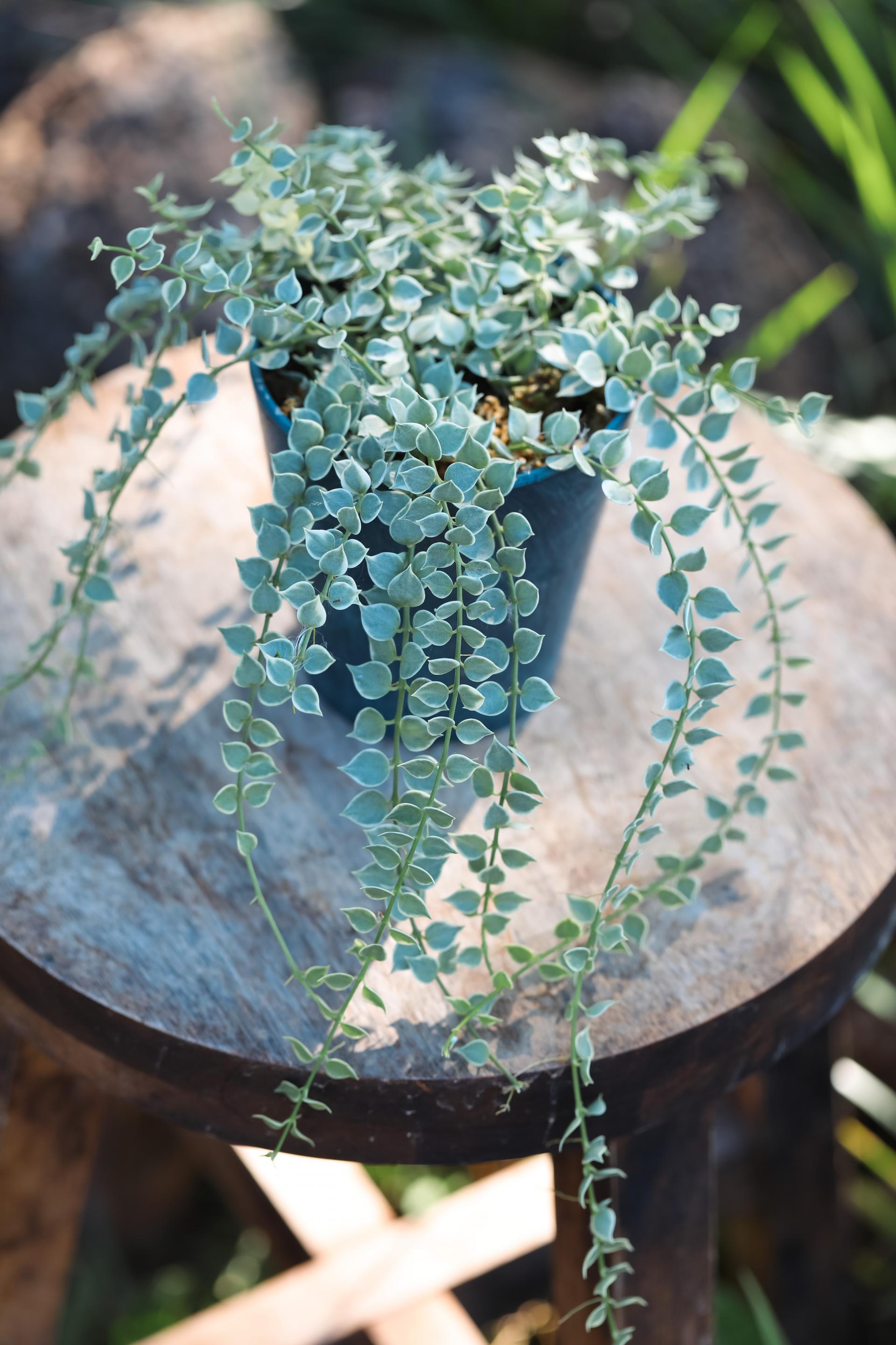 Dischidia ruscifolia variegated 디스키디아 루시폴리아 무늬종 (밀리언하트 무늬종)