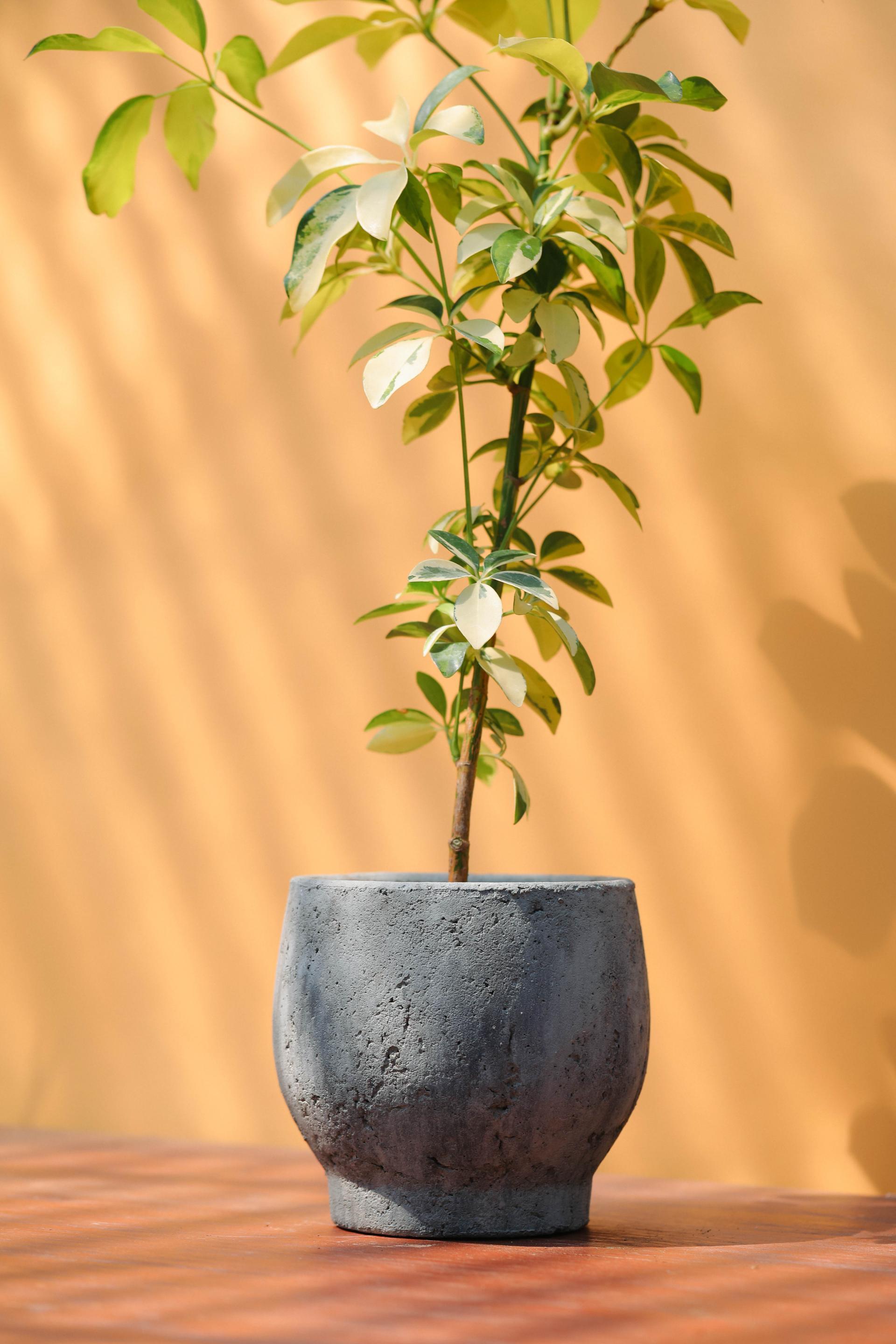 Schefflera arboricola dazzle + Serax rough pot 쉐프렐라 다즐 + 세락스 러프팟