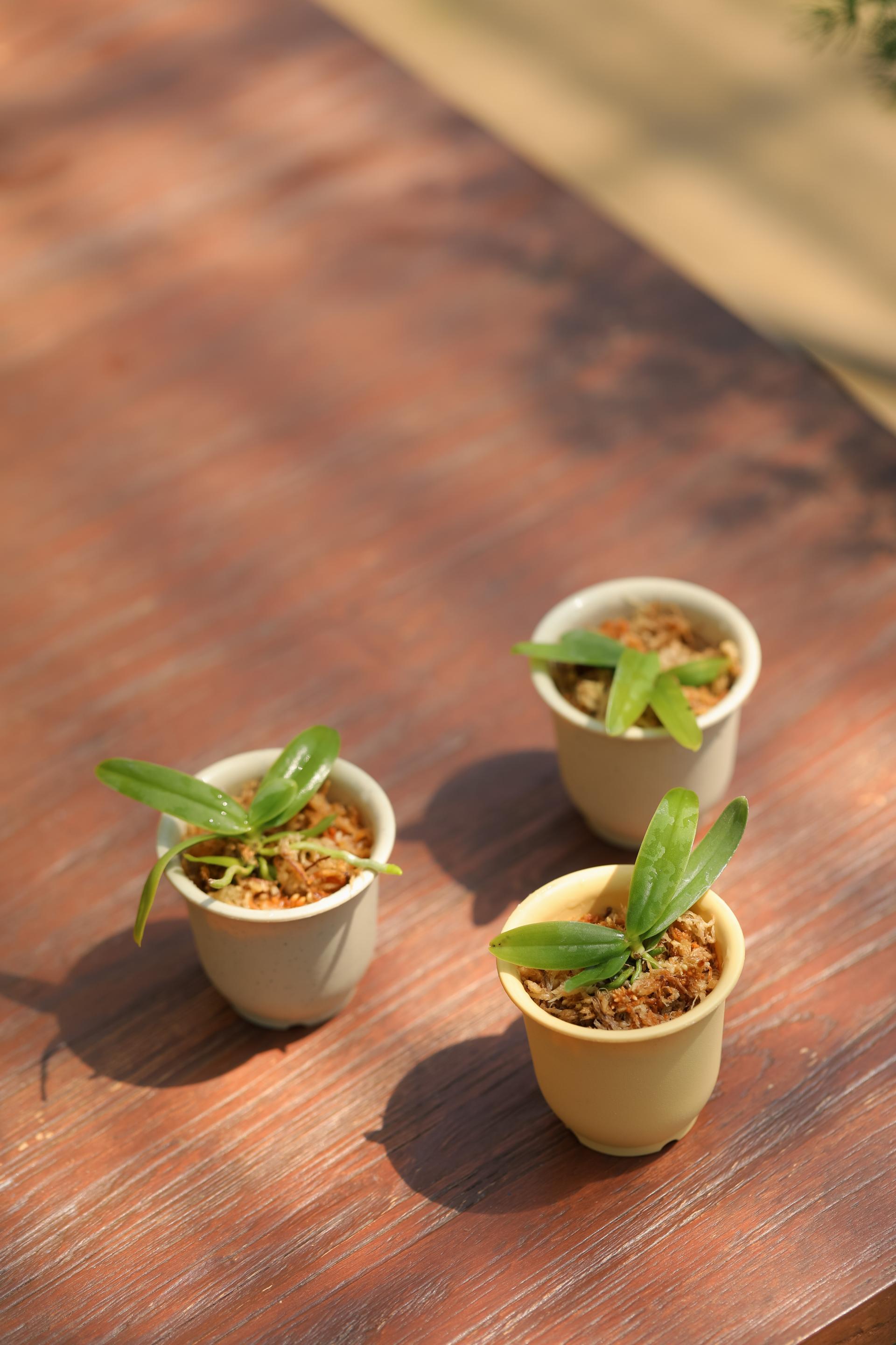 Tuberolabium kotoense + Mini honey jar pot 아리산 풍란 + 미니 허니자르팟