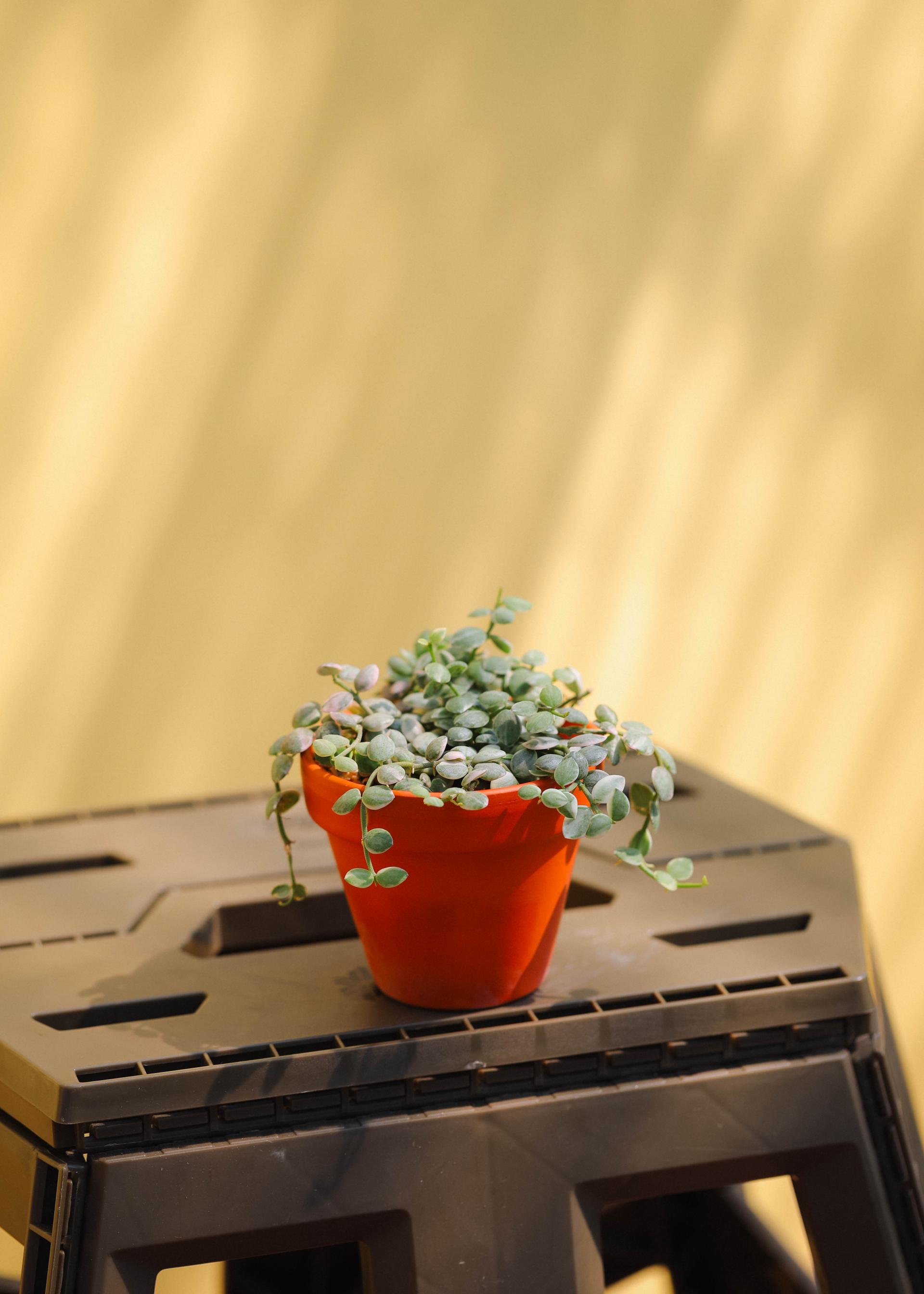 Dischidia nummularia variegated 디스키디아 눔물라리아 무늬종 (디시디아 버튼 무늬종)