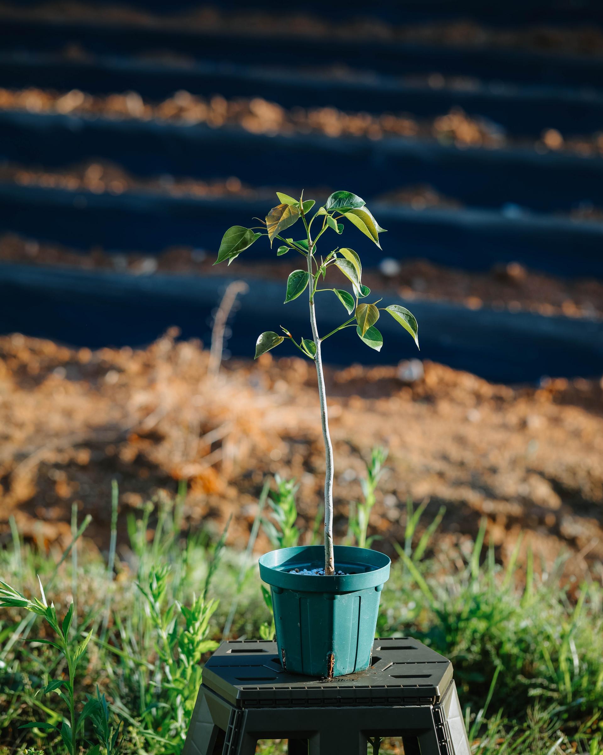 Ficus rumphii 휘커스 럼피