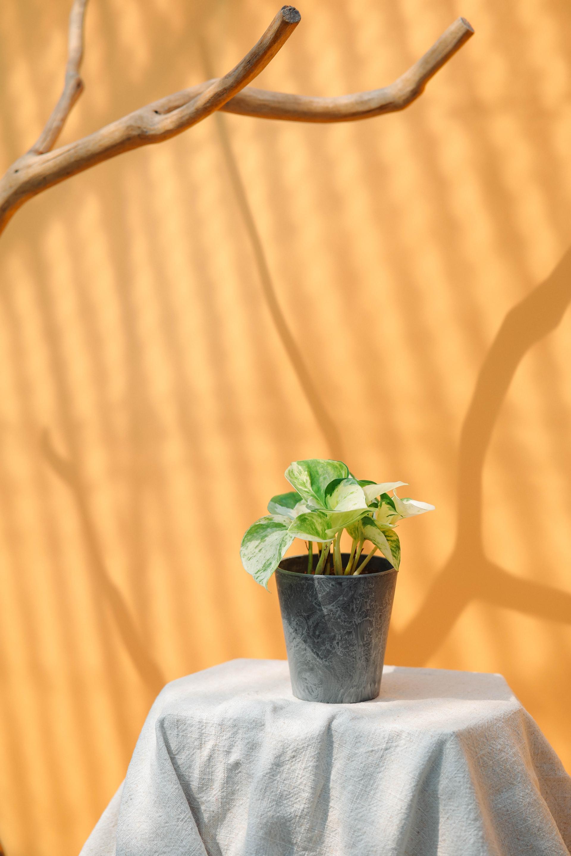 Epipremnum aureum manjula + Gray marble pot 에피프렘넘 만줄라 (오레우스 스킨답서스) + 그레이 마블팟
