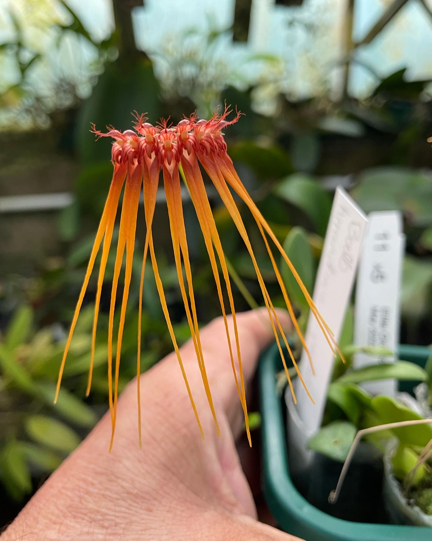 Bulbophyllum firework 벌보필름 파이어워크