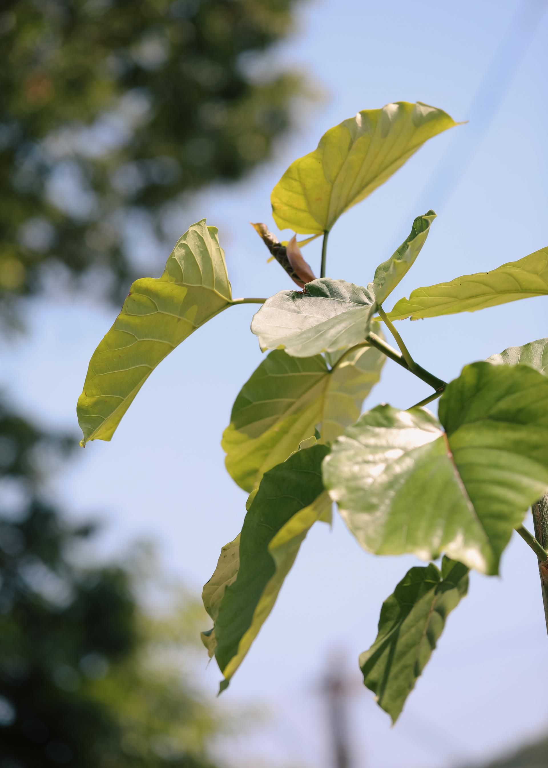 Ficus umbellata + Bergs Potter Copenhagen grey 휘커스 움벨라타 + 베르그포터 코펜하겐 그레이 복제
