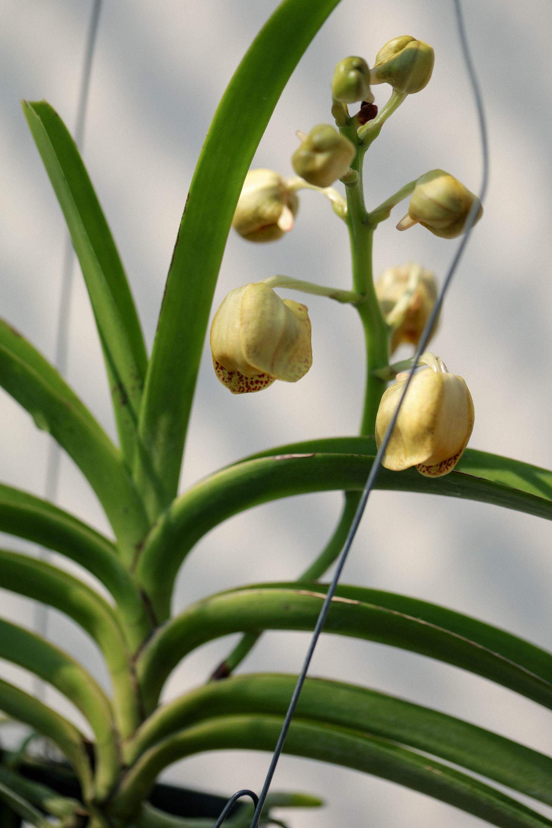 Vanda 'Honey Lemon' 반다 허니레몬