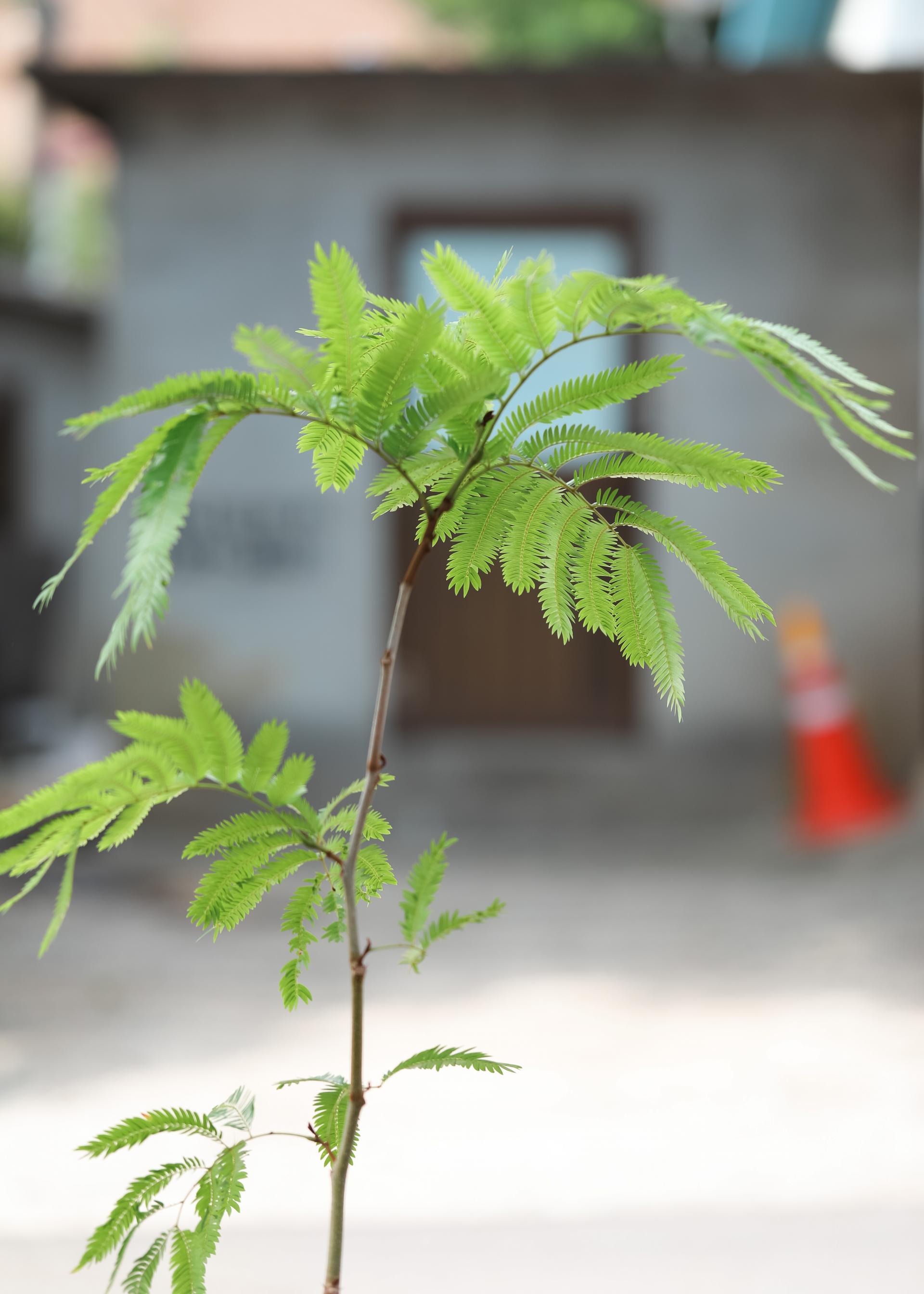 Pithecellobium confertum + Germany simple pot 에버 후레쉬 + 독일 심플팟