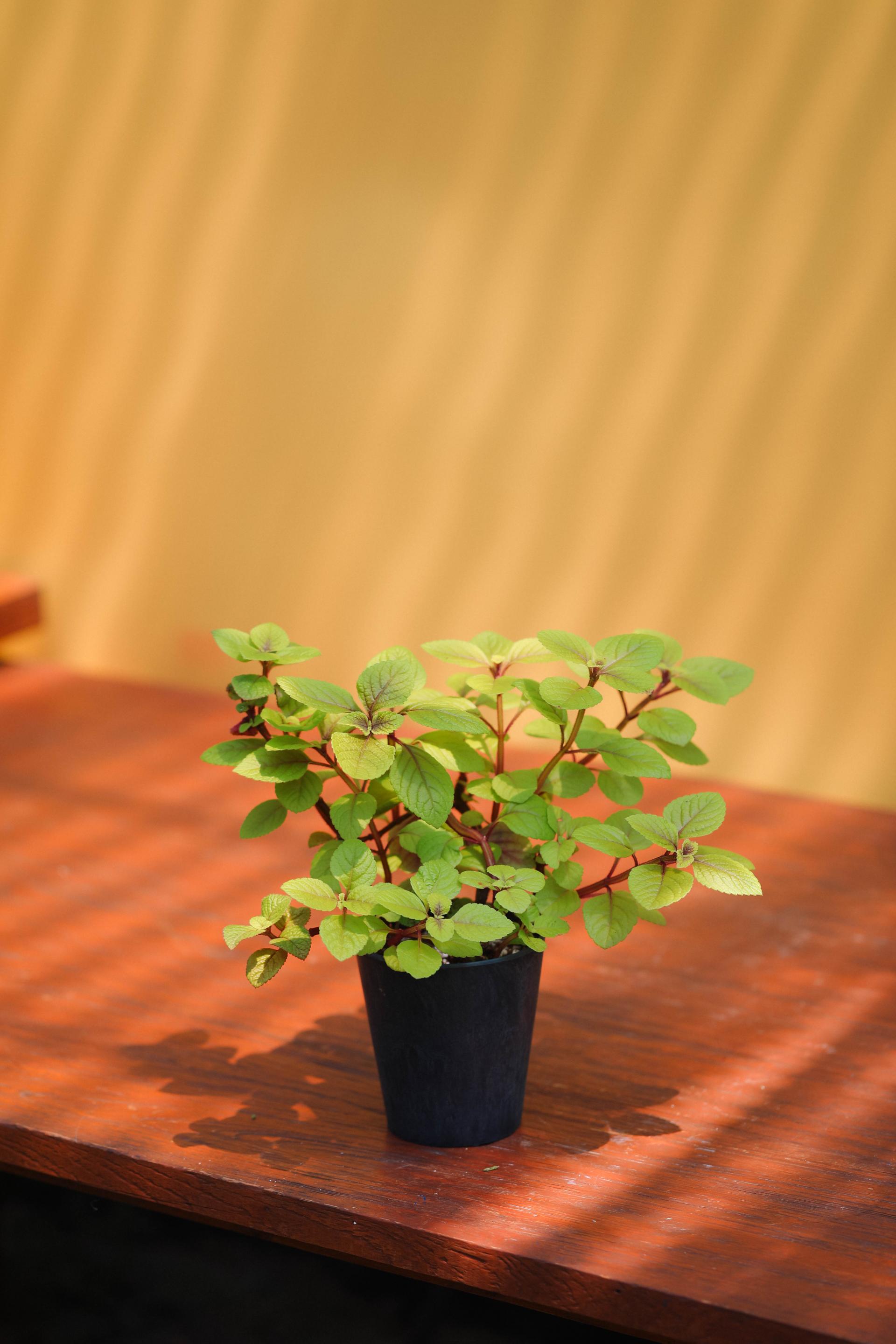 Plectranthus ciliatus 'Troy's Gold' + Navy marble pot 플렉트란서스 실리아투스 '트로이 골드' (스웨디시 아이비) + 네이비 마블팟