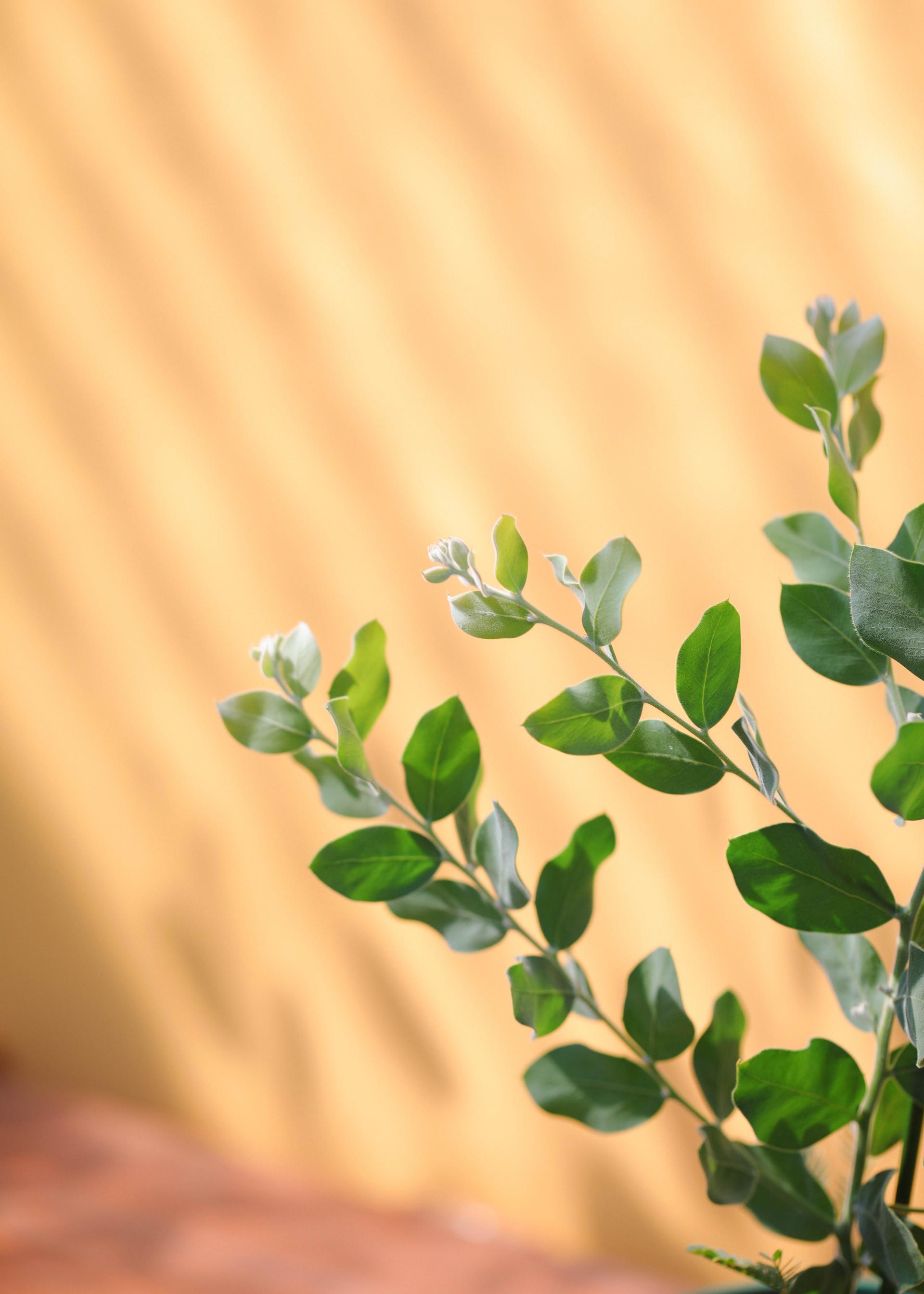 Acacia podalyriifolia 아카시아 포달리리폴리아 준중품